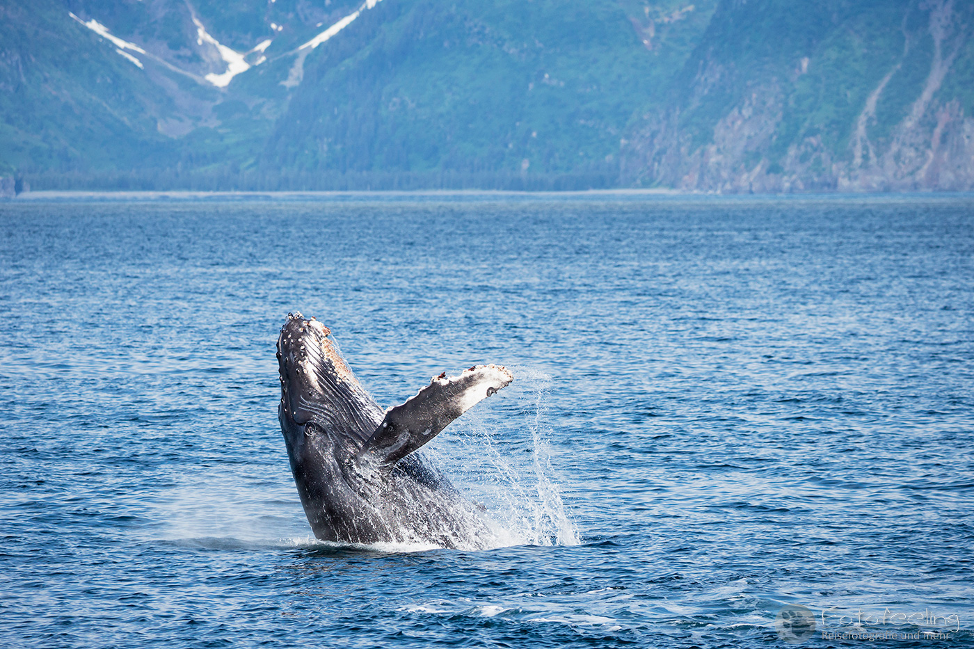 Buckelwal (Megaptera novaeangliae), Humpback Whale, Resurrection Bay
