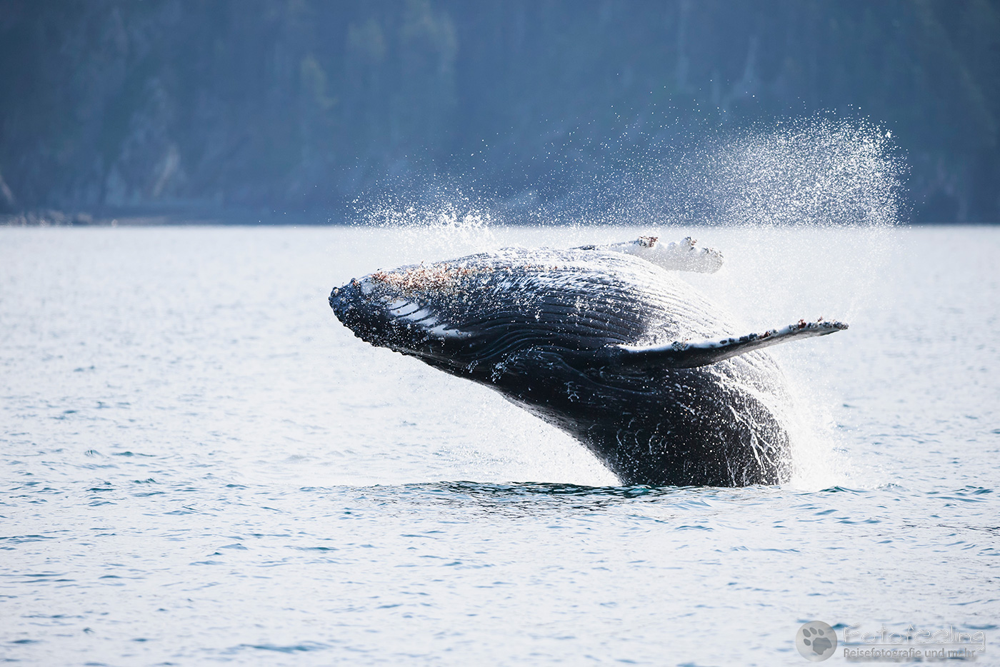 Buckelwal (Megaptera novaeangliae), Humpback Whale, Resurrection Bay