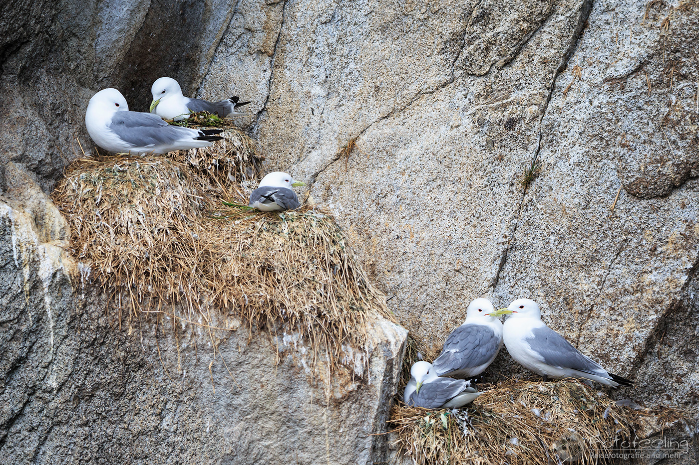 Dreizehenmöwe (Rissa tridactyla), Black-legged Kittiwake, Resurrection Bay