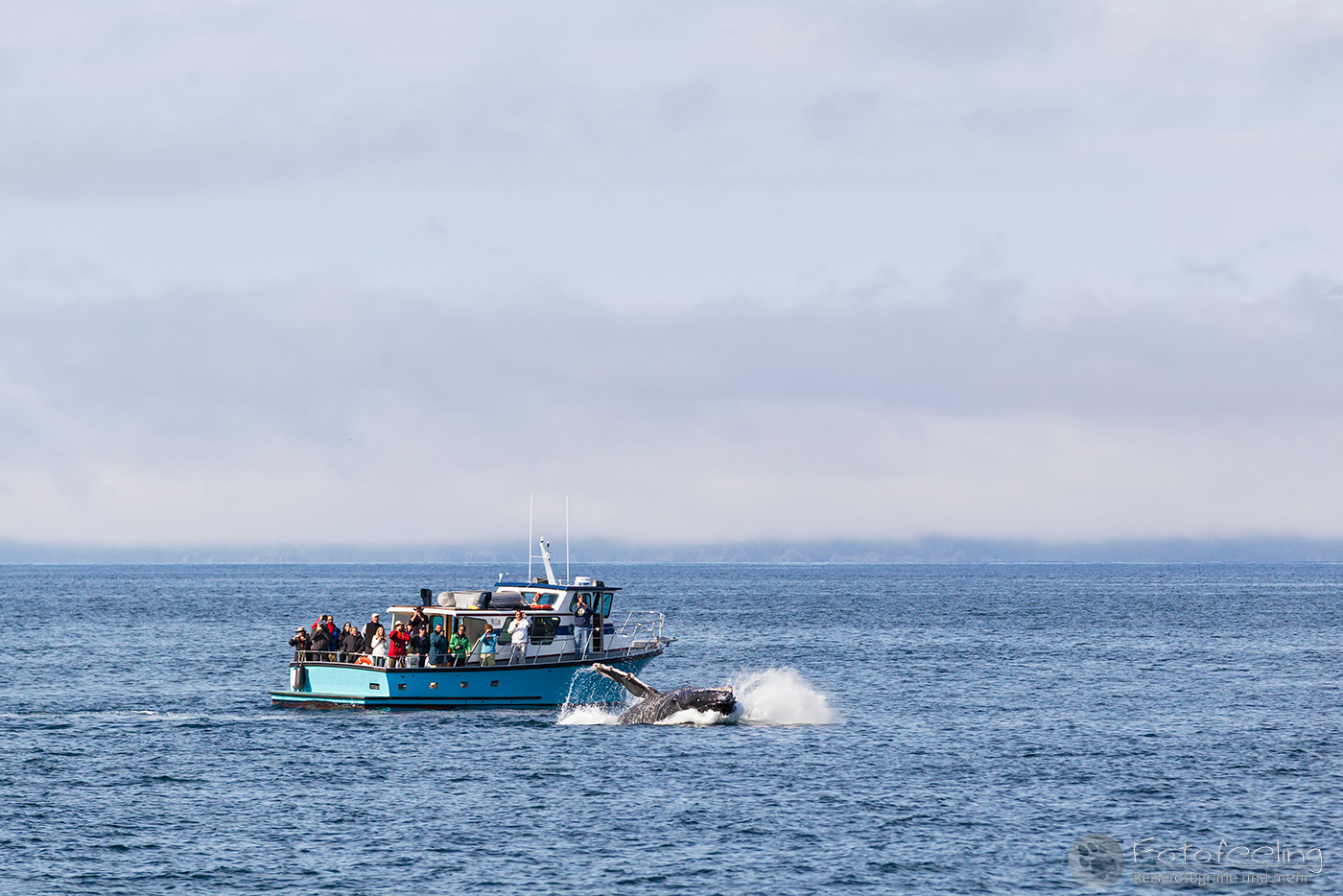 Ausflugsboot beobachtet einen Buckelwal (Megaptera novaeangliae), Humpback Whale, Resurrection Bay