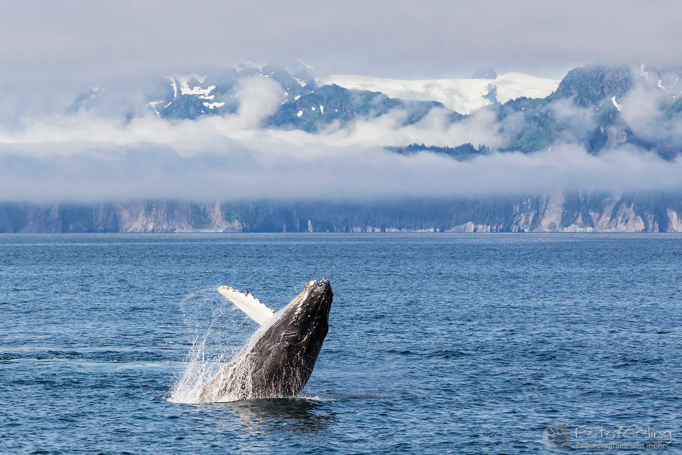 Buckelwal (Megaptera novaeangliae), Humpback Whale, Resurrection Bay