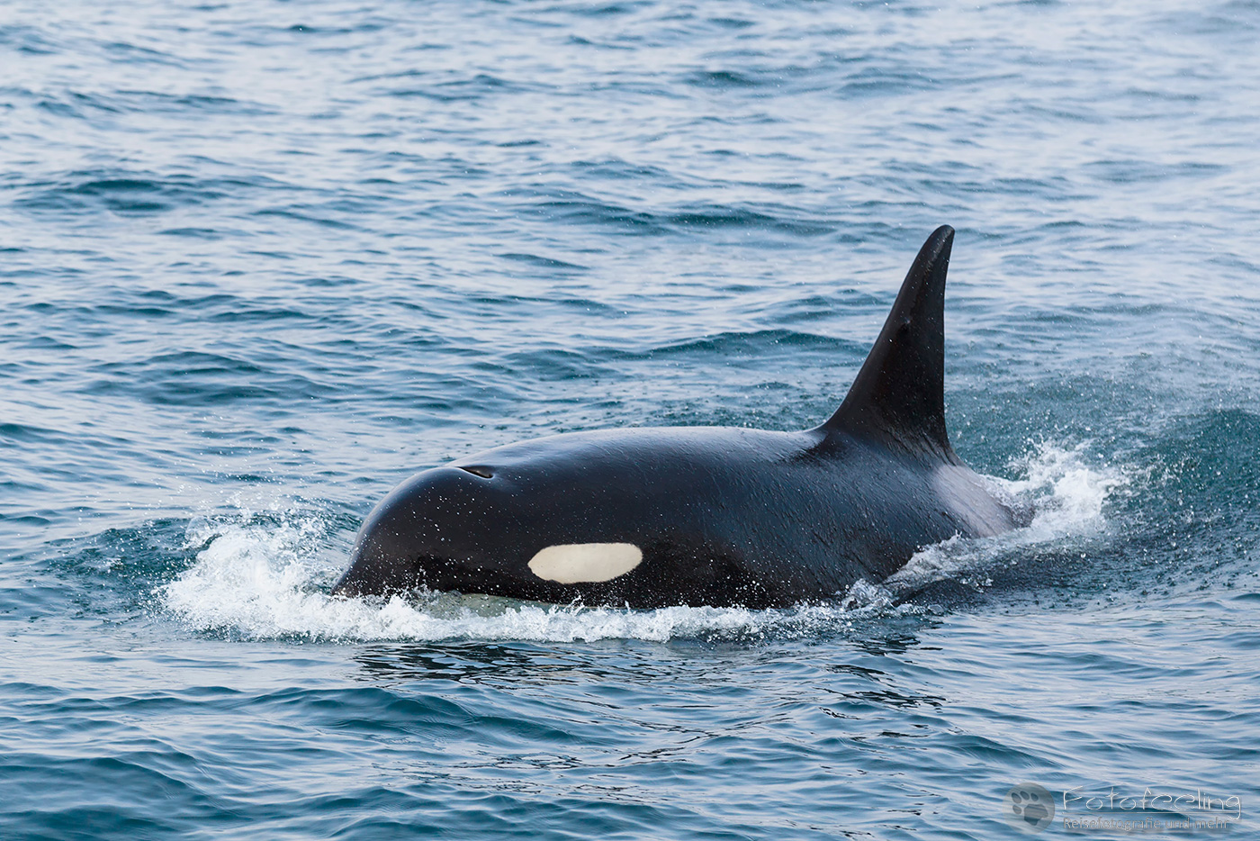 Orca, Schwertwal (Orcinus orca), Killer Whale, Resurrection Bay