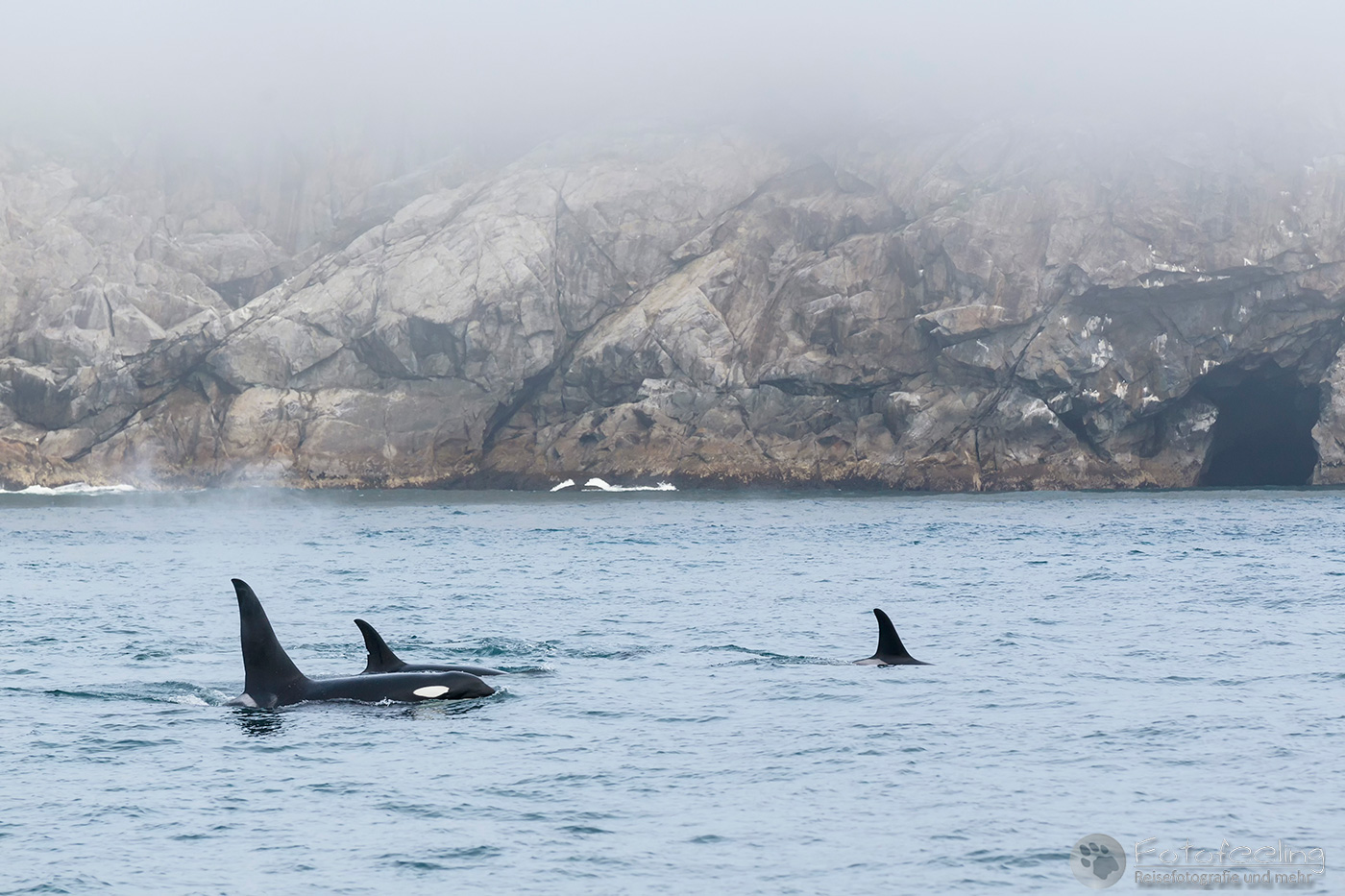 Orcas, Schwertwale (Orcinus orca), Killer Whales, Resurrection Bay