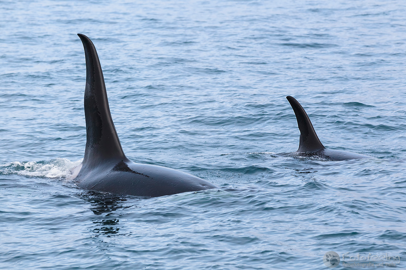 Orcas, Schwertwale (Orcinus orca), Killer Whales, Resurrection Bay