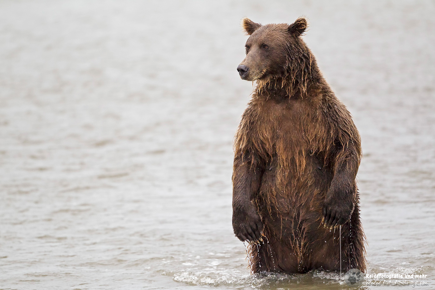 Grizzlybär (Ursus arctos horribilis) beim Fischfang
