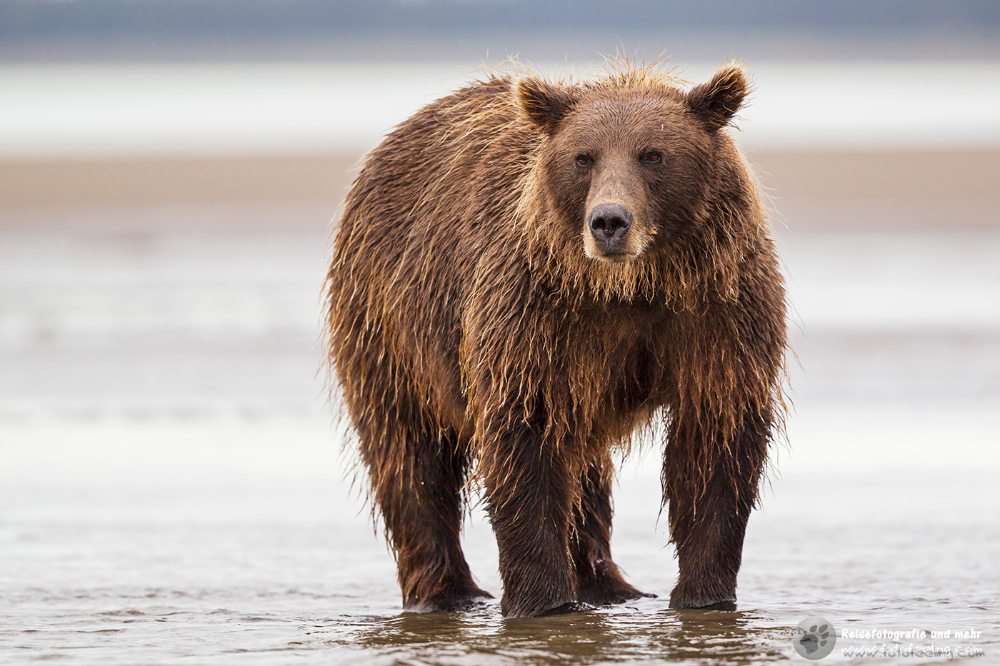 Grizzlybär (Ursus arctos horribilis) beim Fischfang