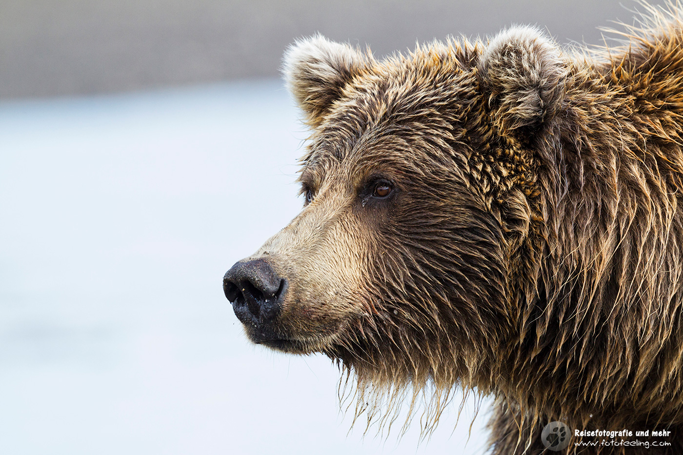 Grizzlybär (Ursus arctos horribilis)