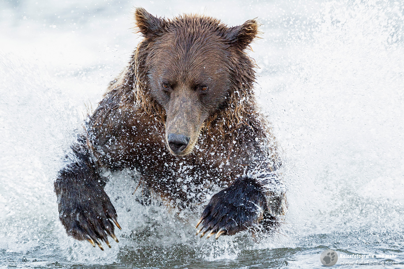 Grizzlybär (Ursus arctos horribilis) beim Fischfang