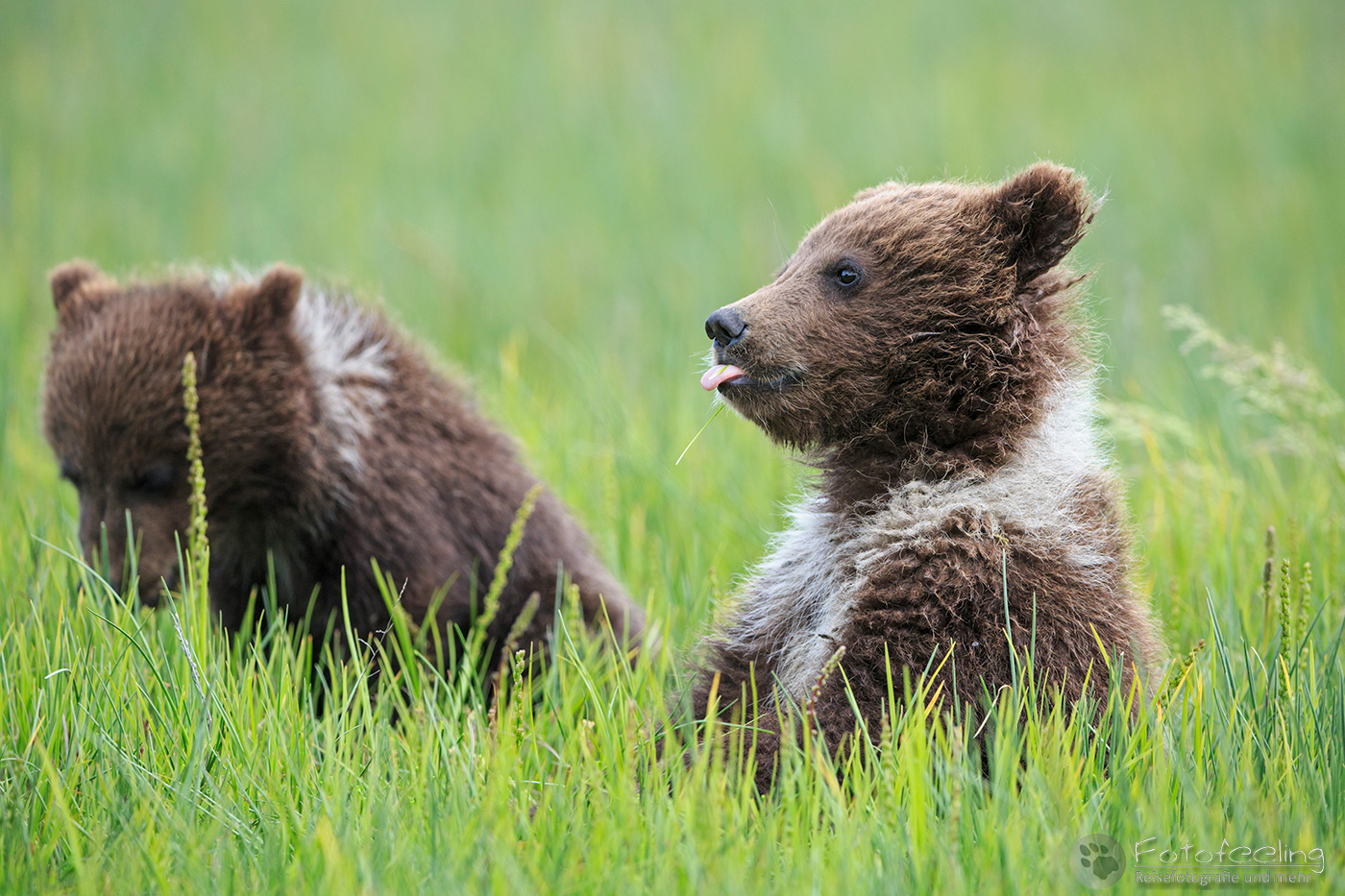 Braunbären (Ursus arctos), Brown Bears, Jungtiere
