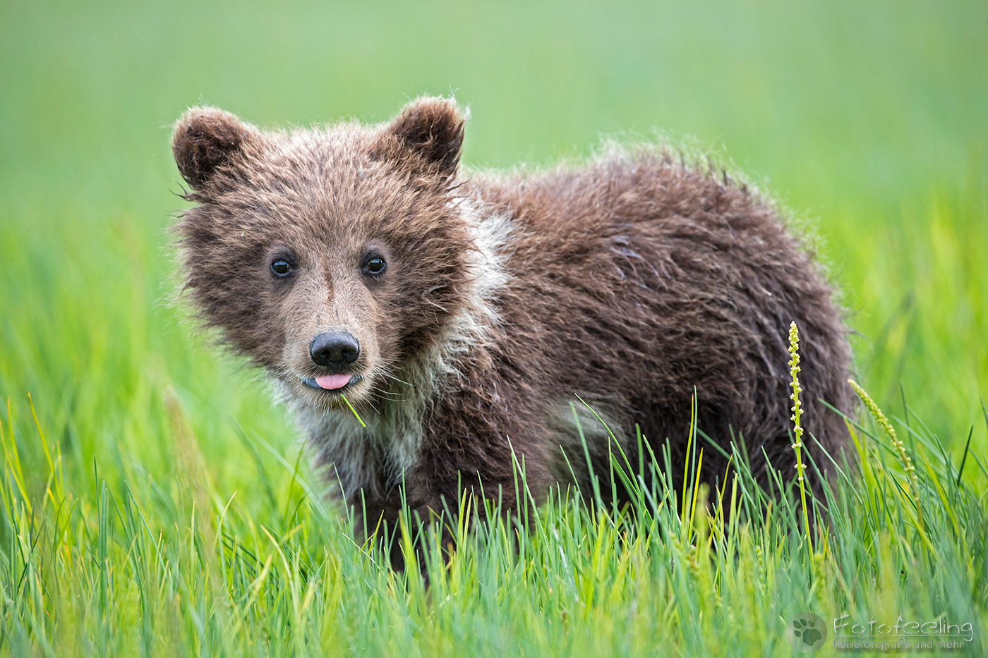 Braunbär (Ursus arctos), Brown Bear, Jungtier