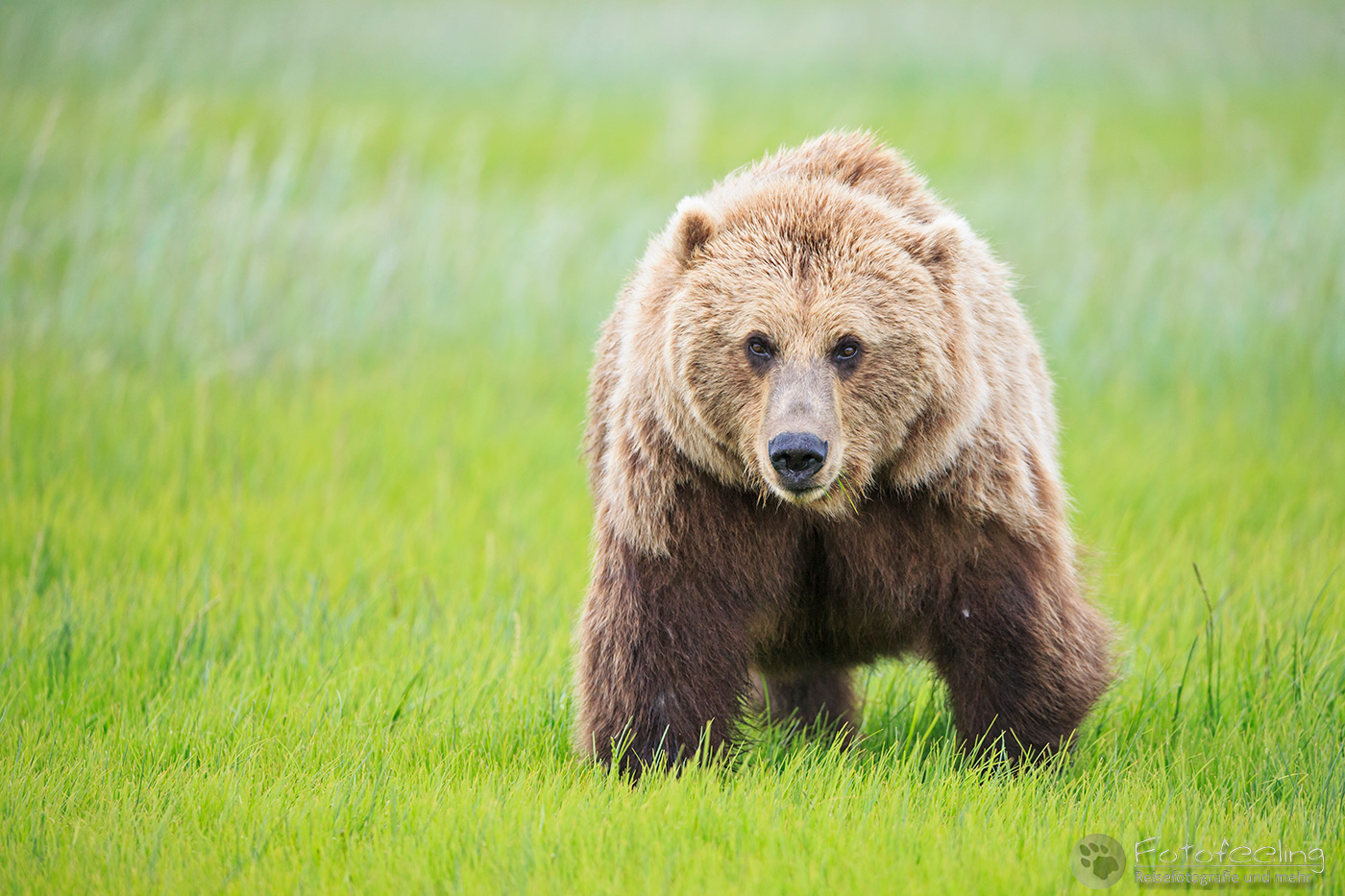 Braunbär (Ursus arctos), Brown Bear