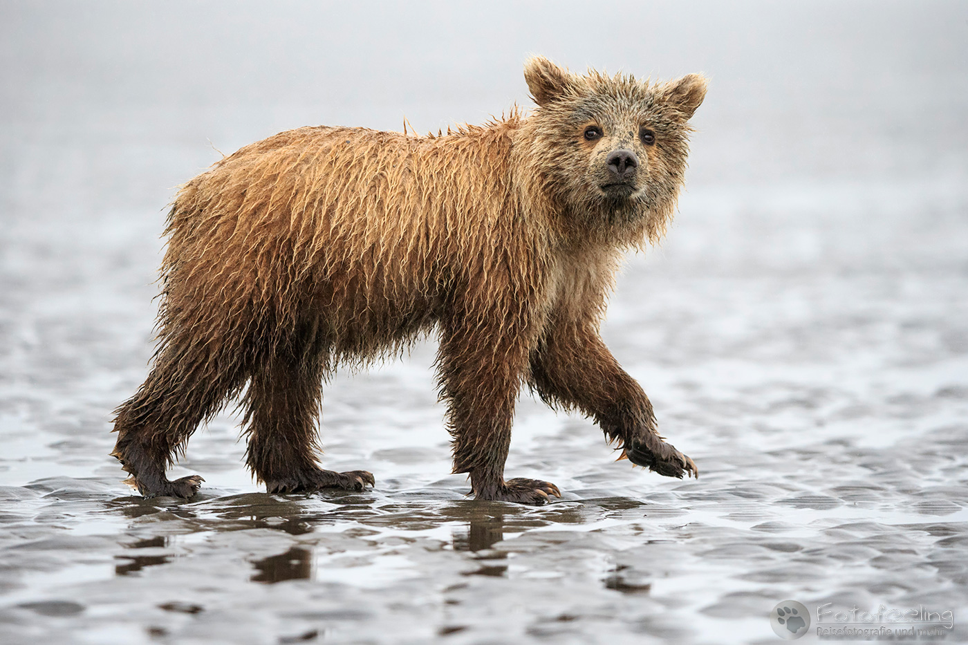 Braunbären (Ursus arctos), Brown Bears - Jungtier am Strand