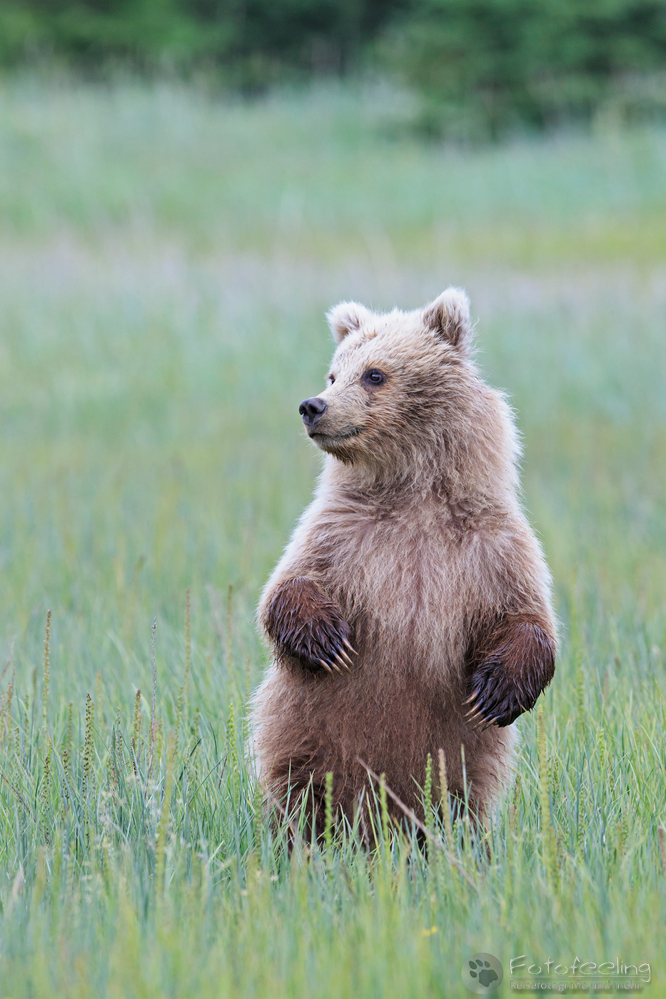 Braunbären (Ursus arctos), Brown Bears - Jungtier