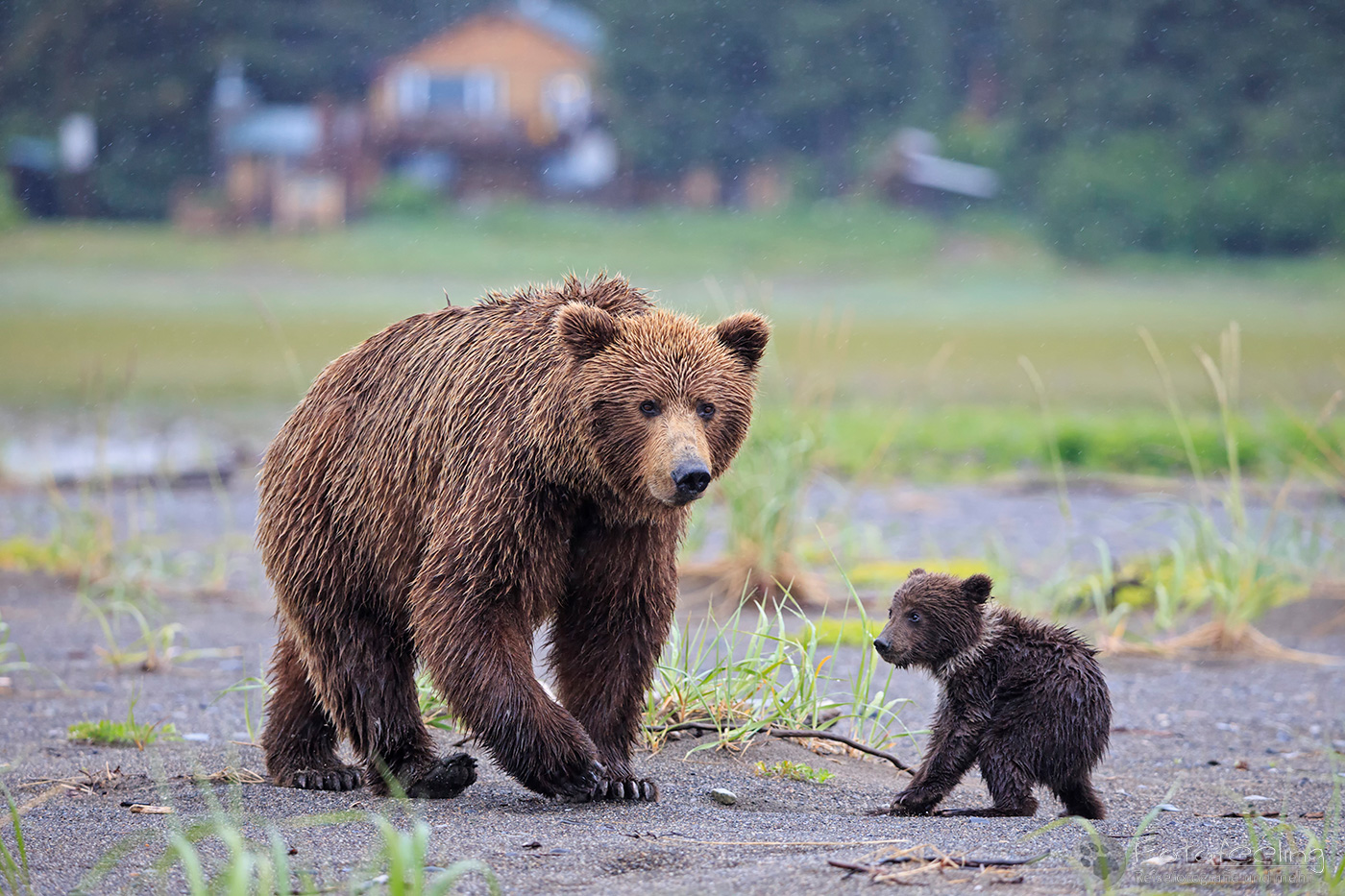 Braunbären (Ursus arctos), Brown Bears - Mutter mit Jungtier