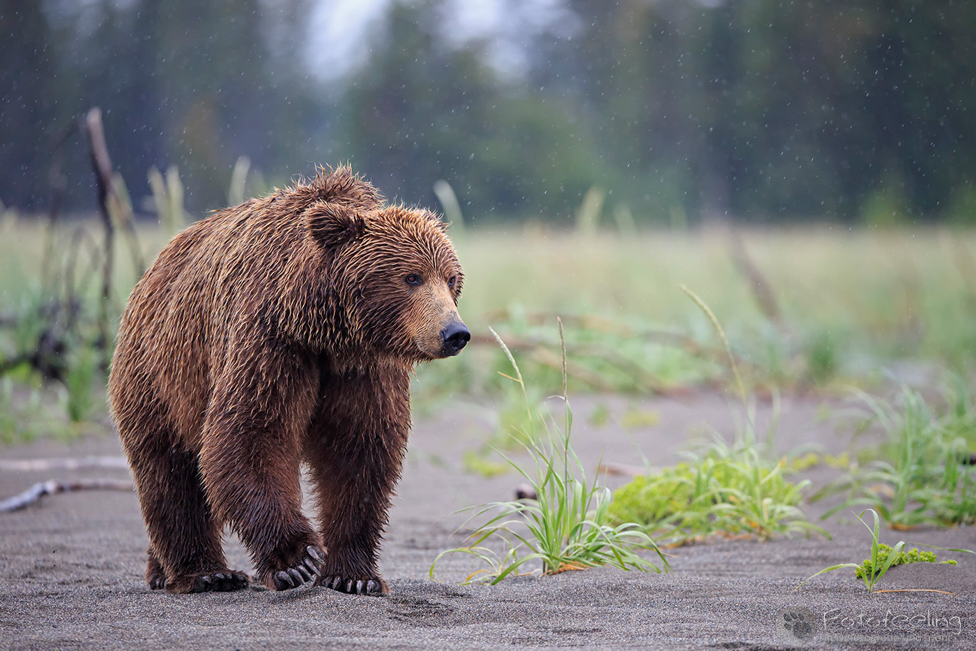 Braunbär (Ursus arctos), Brown Bear