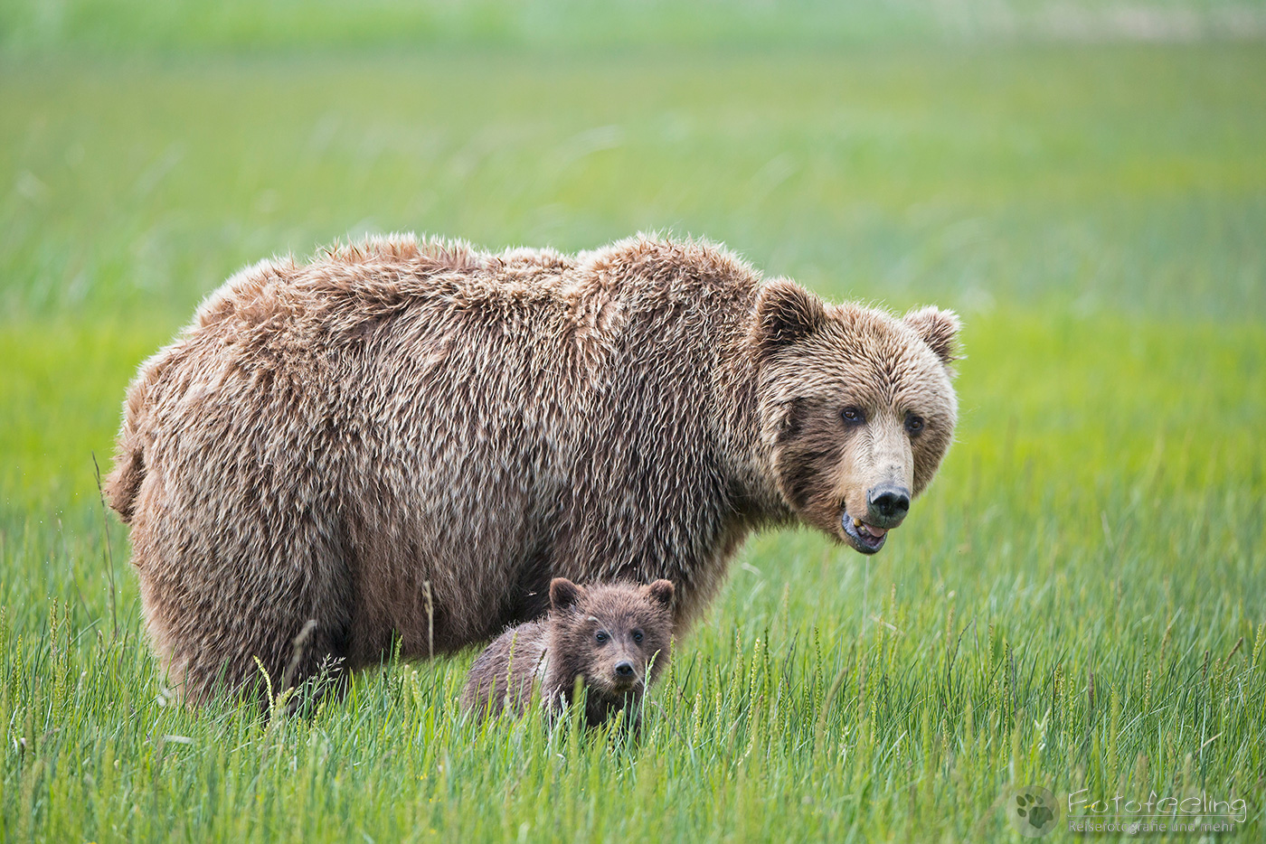 Braunbären (Ursus arctos), Brown Bears - Mutter mit Jungtier
