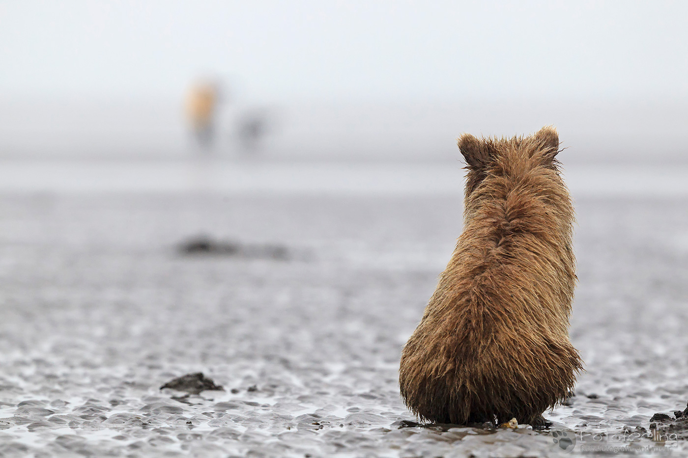 Braunbären (Ursus arctos), Brown Bears - Jungtier am Strand