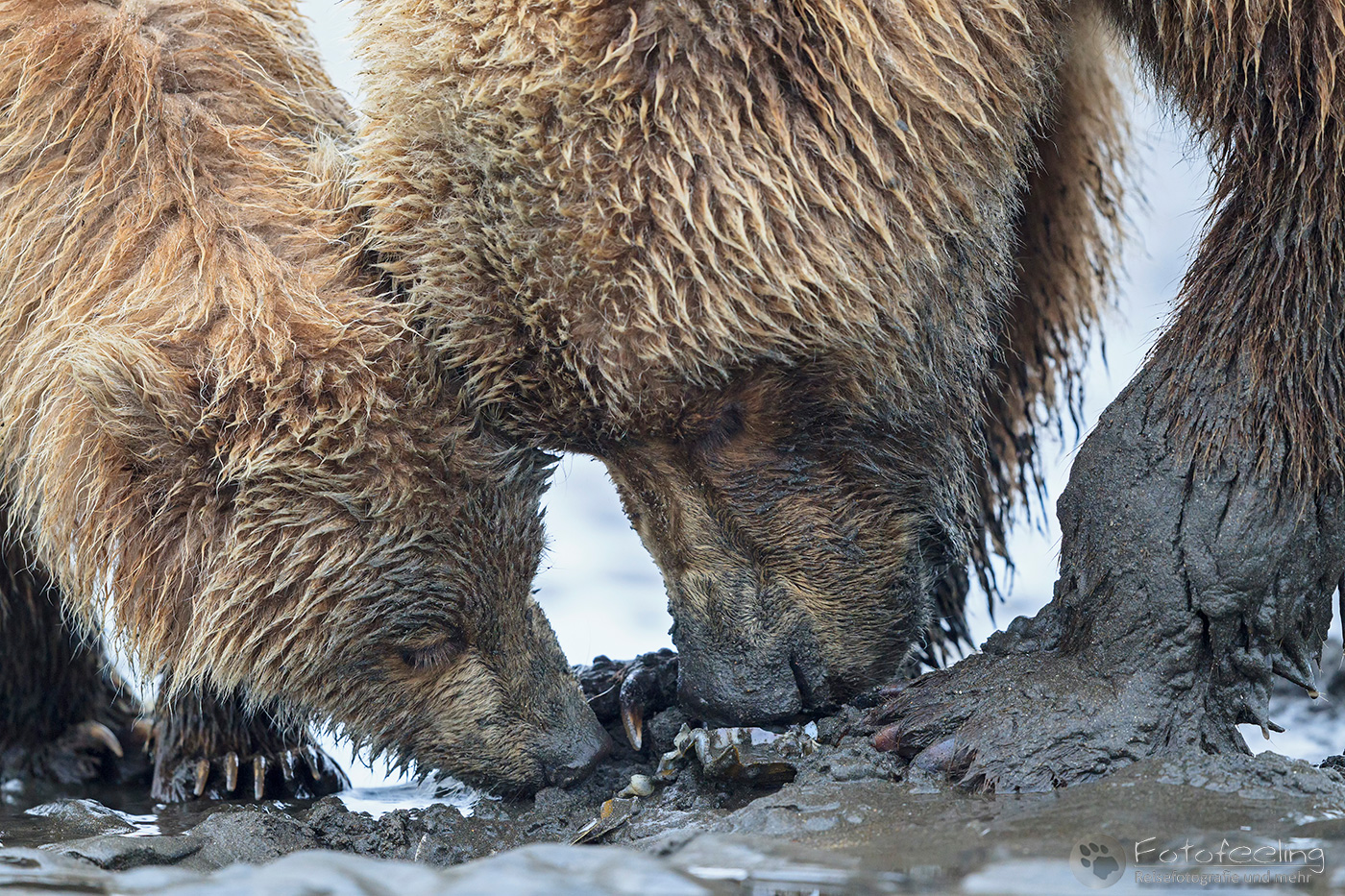 Braunbären (Ursus arctos), Brown Bears - Mutter mit Jungtier beim Muschelsuchen