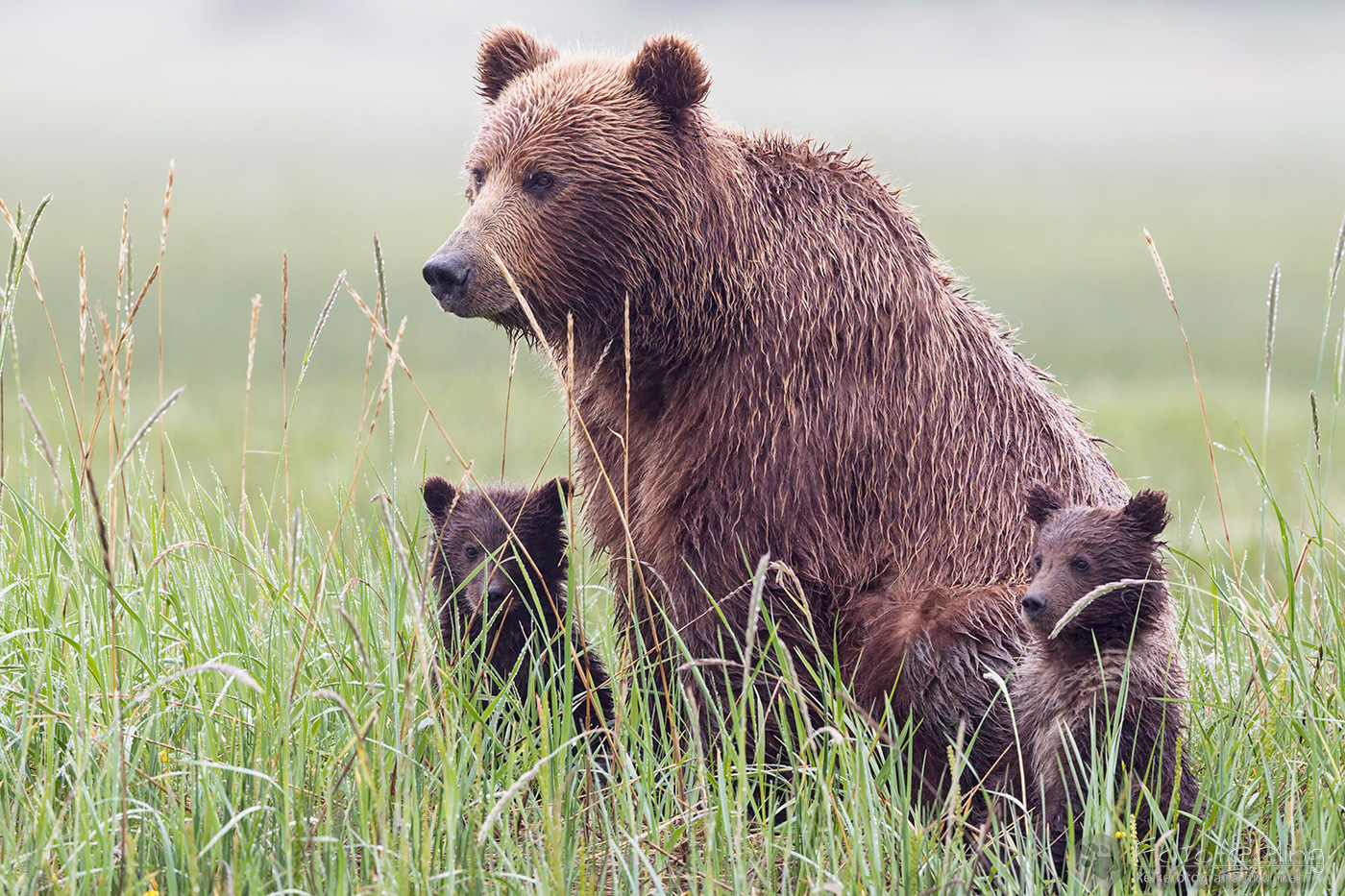 Braunbären (Ursus arctos), Brown Bears - Mutter mit Jungtieren