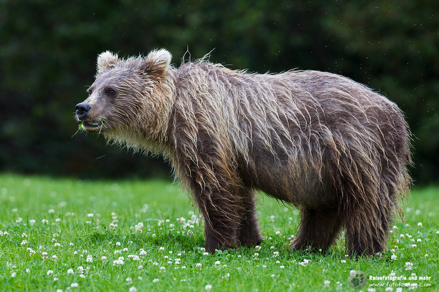 Grizzlybär (Ursus arctos horribilis)