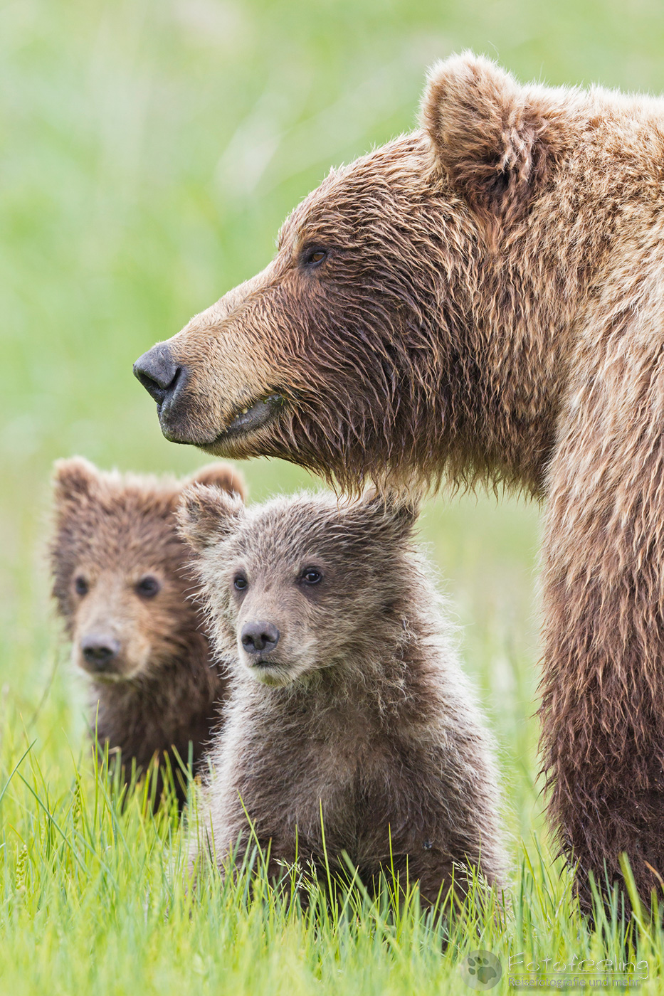 Braunbären (Ursus arctos), Brown Bears - Mutter mit Jungtieren