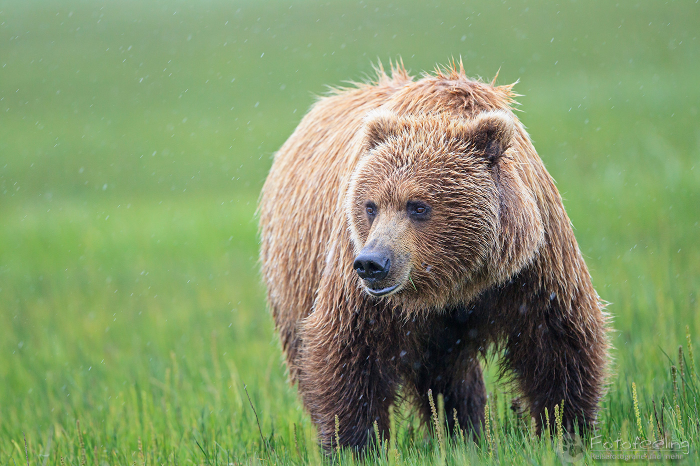 Braunbär (Ursus arctos), Brown Bear