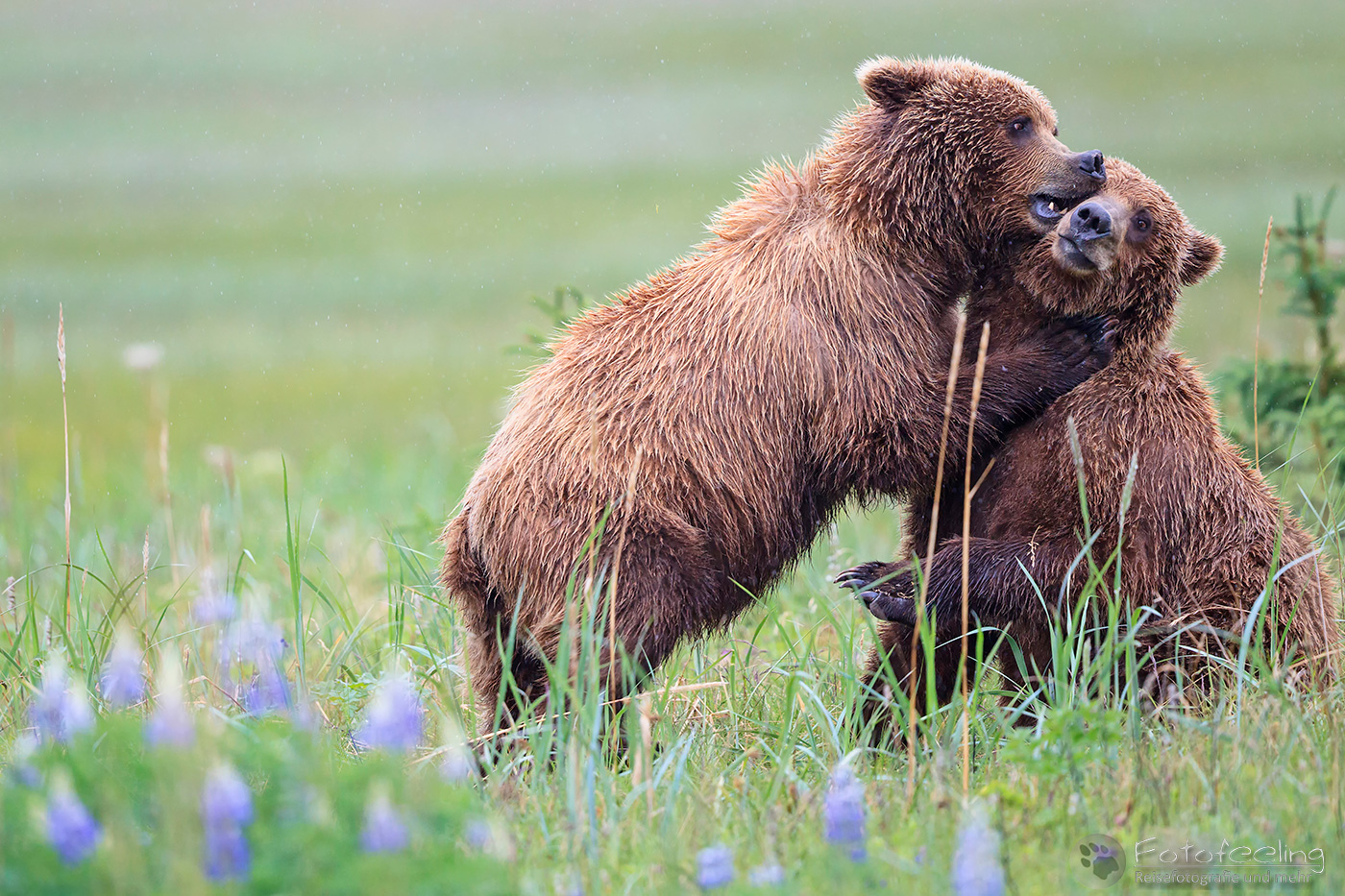 Braunbären (Ursus arctos), Brown Bears - beim Spielen