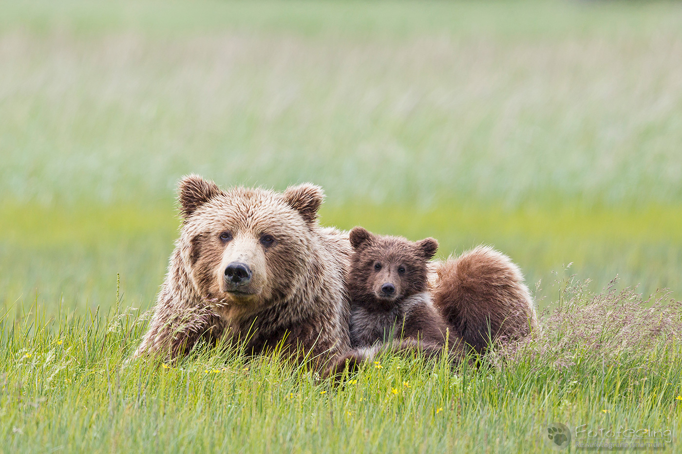 Braunbären (Ursus arctos), Brown Bears - Mutter mit Jungtier