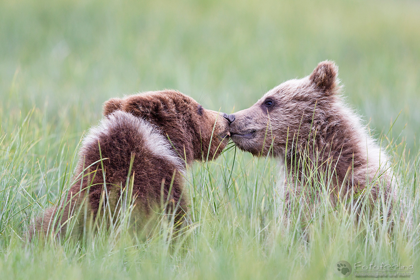 Braunbären (Ursus arctos), Brown Bears - Jungtiere beim Spielen