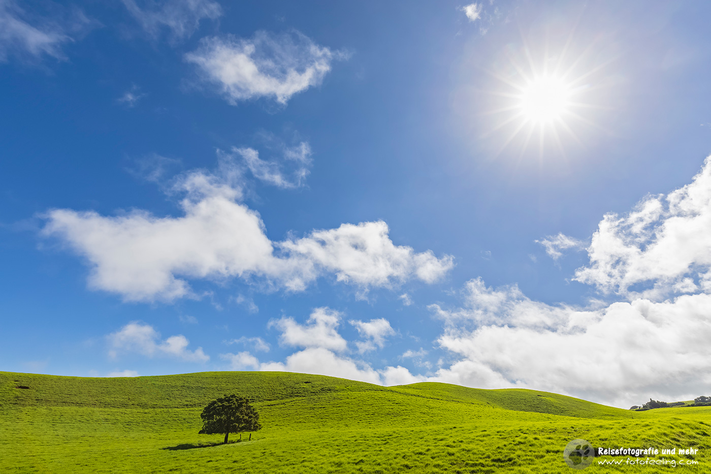 Kohala Mountain Road