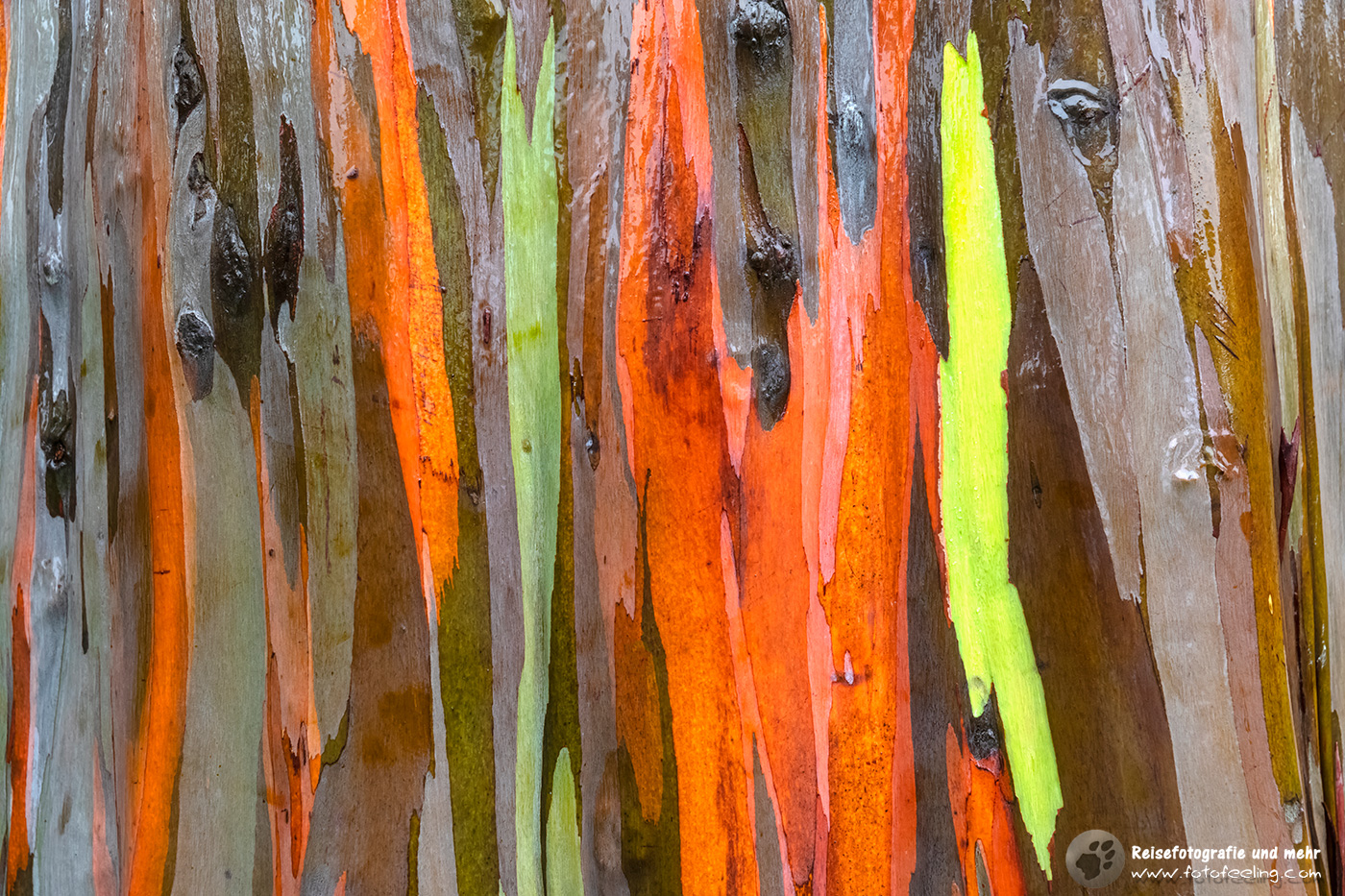 Regenbogenbaum (Eucalyptus deglupta), Eucalyptus