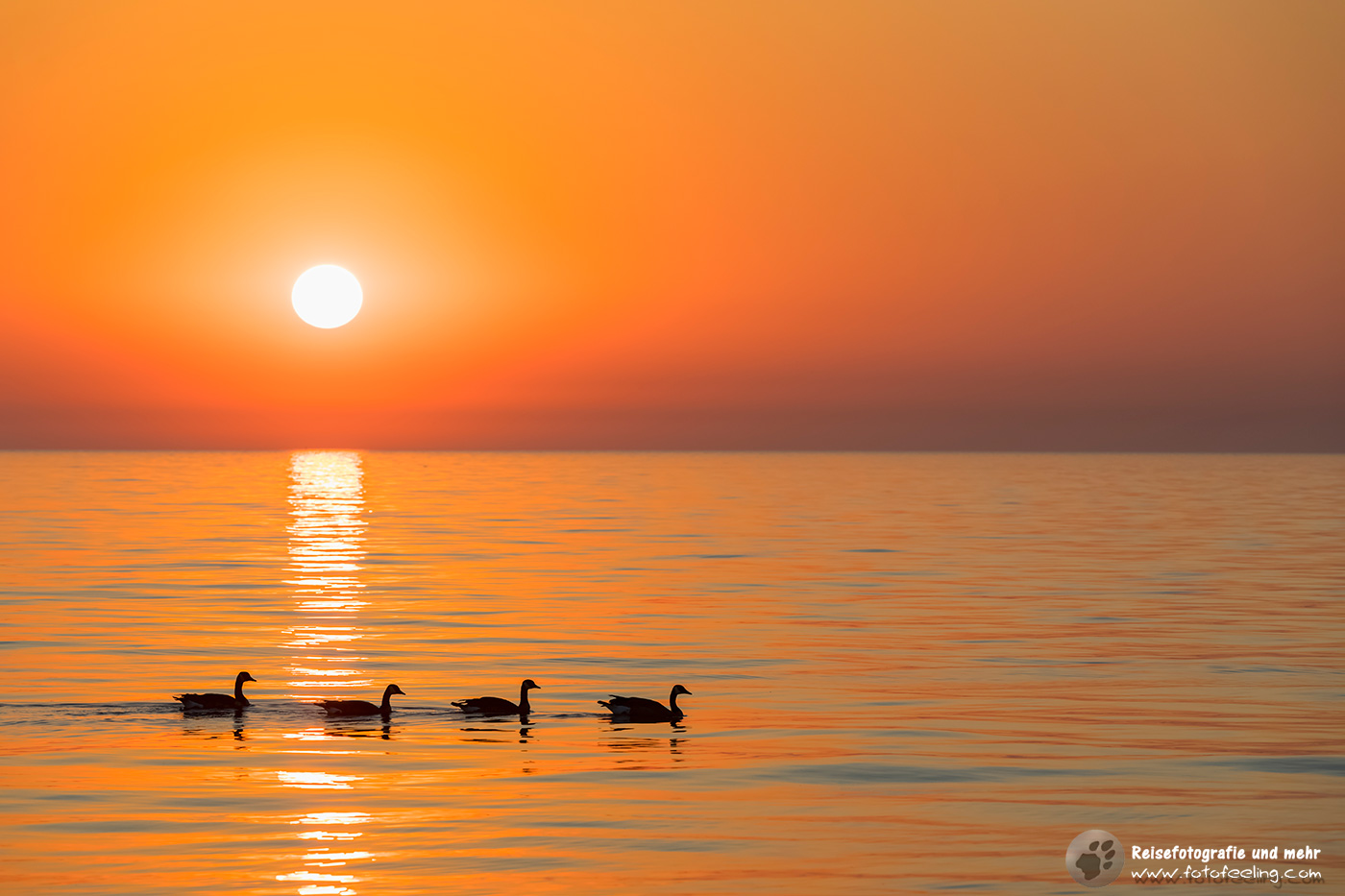 Sonnenaufgang über dem Lake Michigan und Kanadagänse (Branta canadensis)