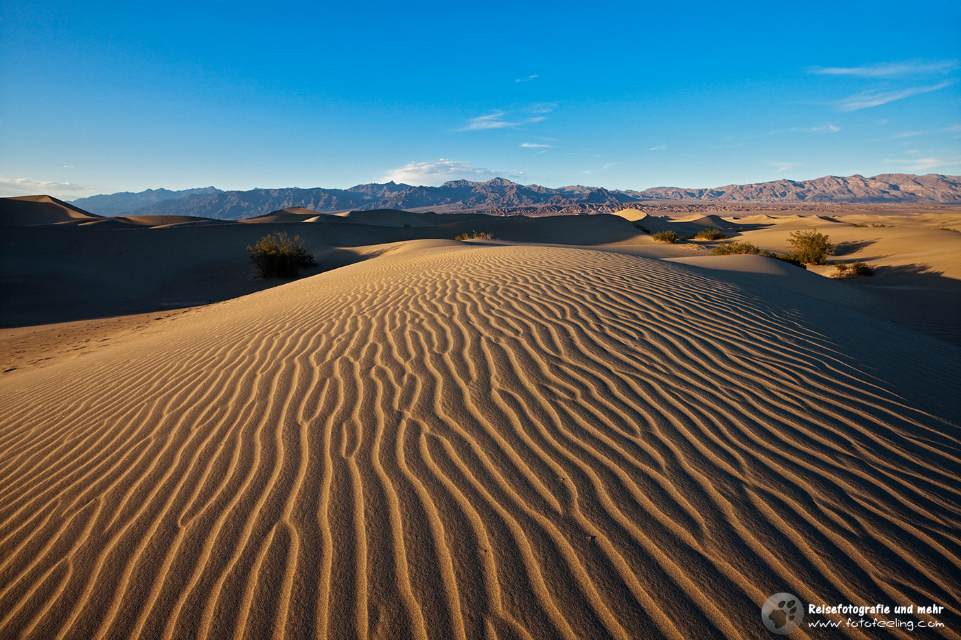 Mesquite Sand Dunes