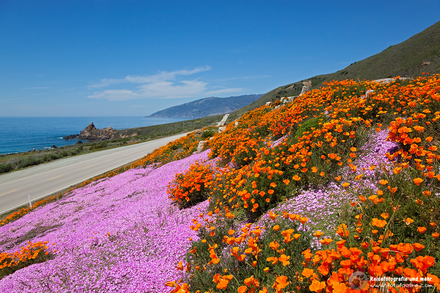 Kalifornischer Mohn (Eschscholzia californica) und lila Blumen am Hwy