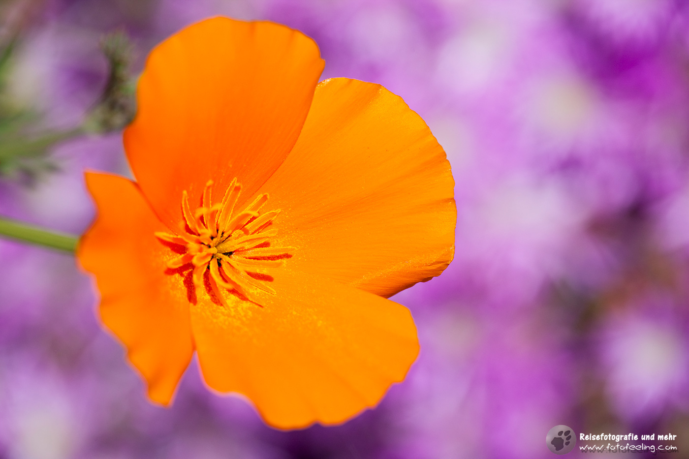 Kalifornischer Mohn (Eschscholzia californica)