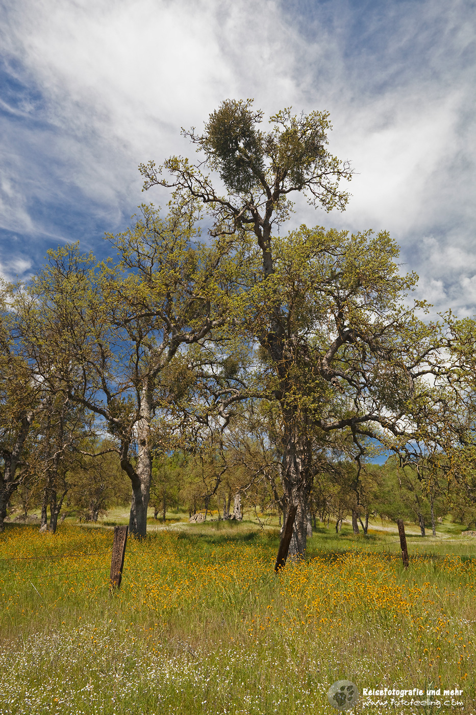 Eichen (Quercus) auf einer Frühlingswiese
