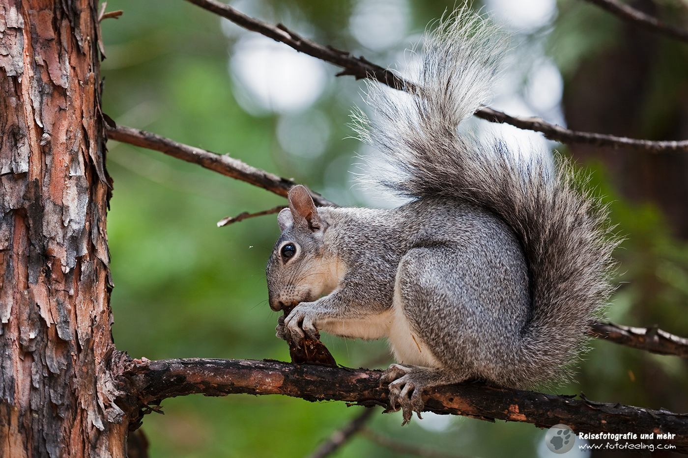 Westliche Grauhörnchen (Sciurus griseus)