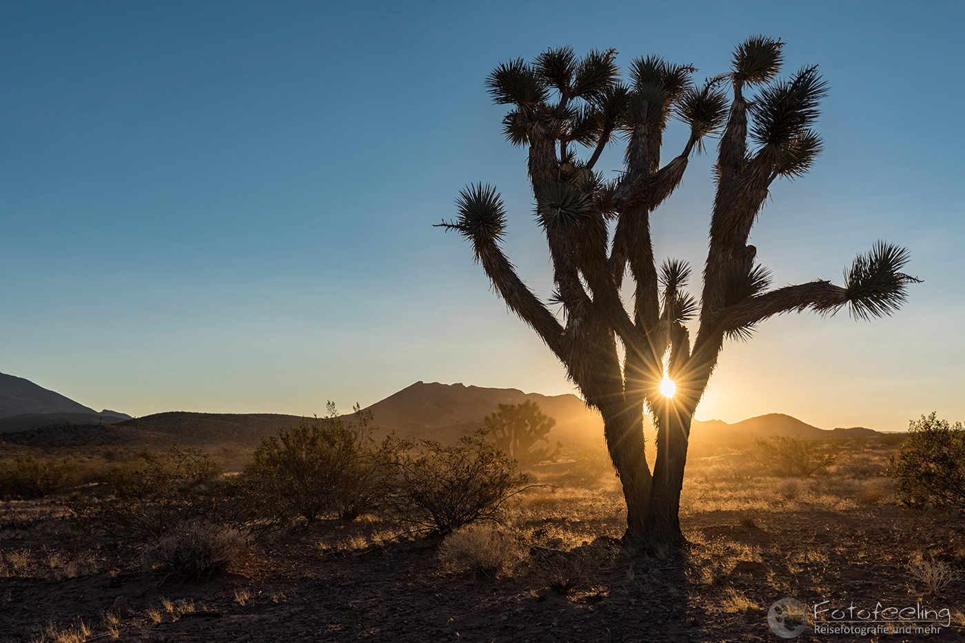 Joshua Tree im Sonnenaufgang