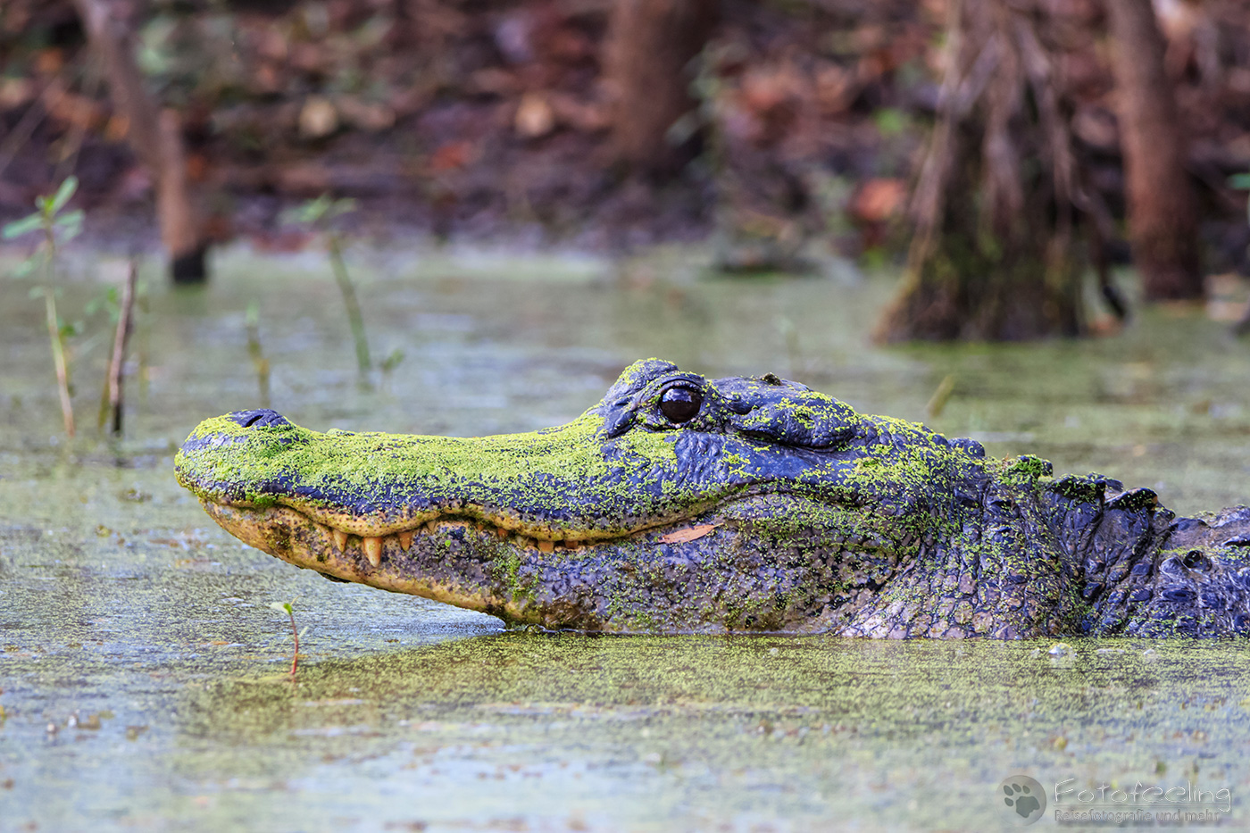Mississippi-Alligator (Alligator mississippiensis)