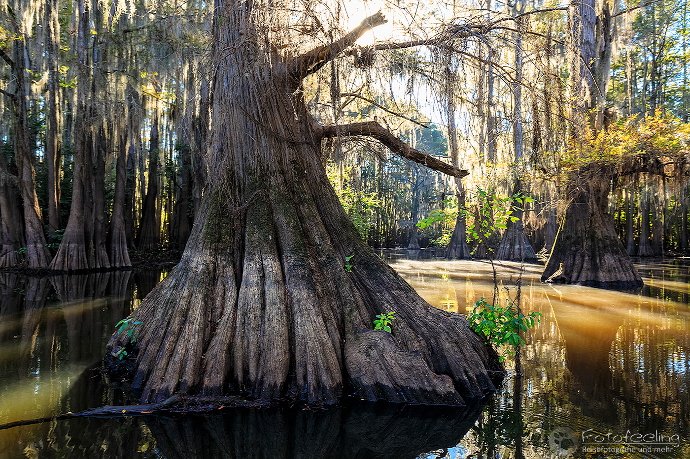 Sumpfzypressen im Caddo Lake