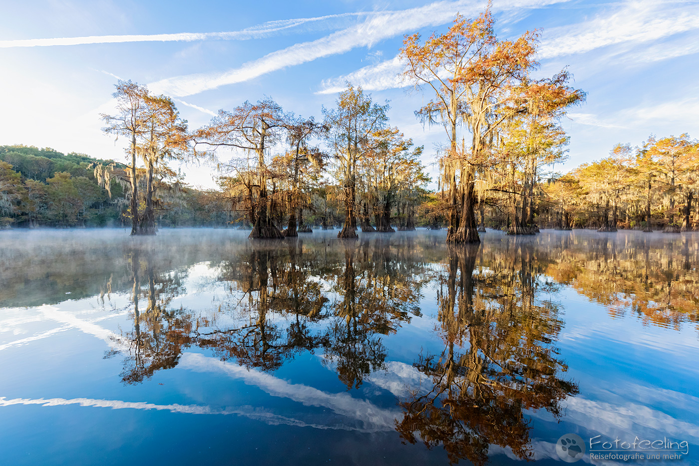Sumpfzypressen im Caddo Lake