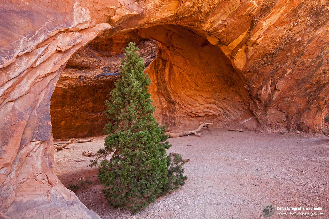 Kiefer unter der Navajo Arch