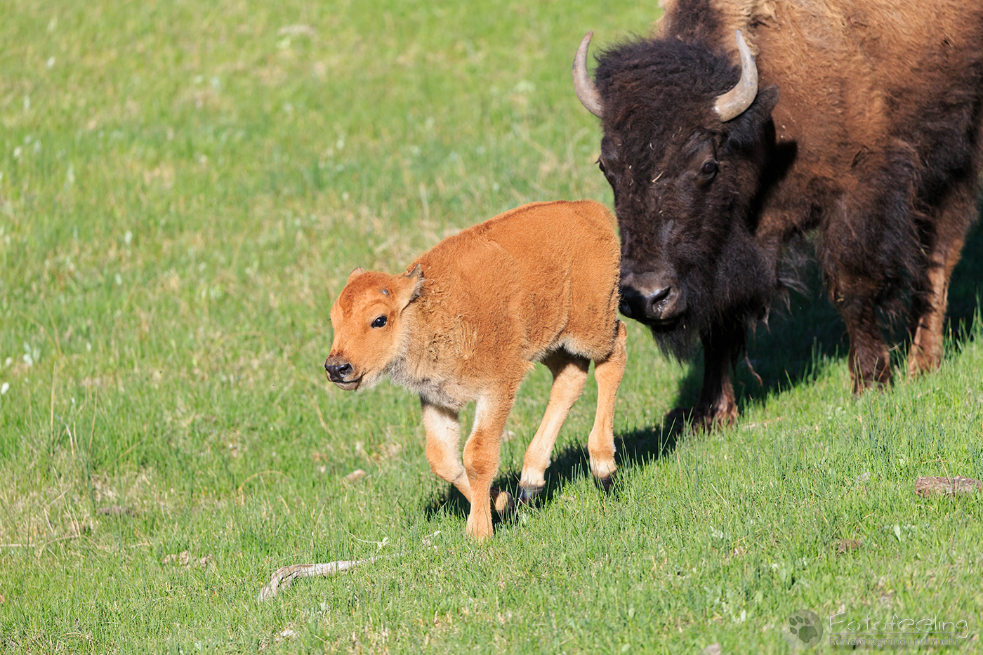 Bison, Muttertier mit Kallb