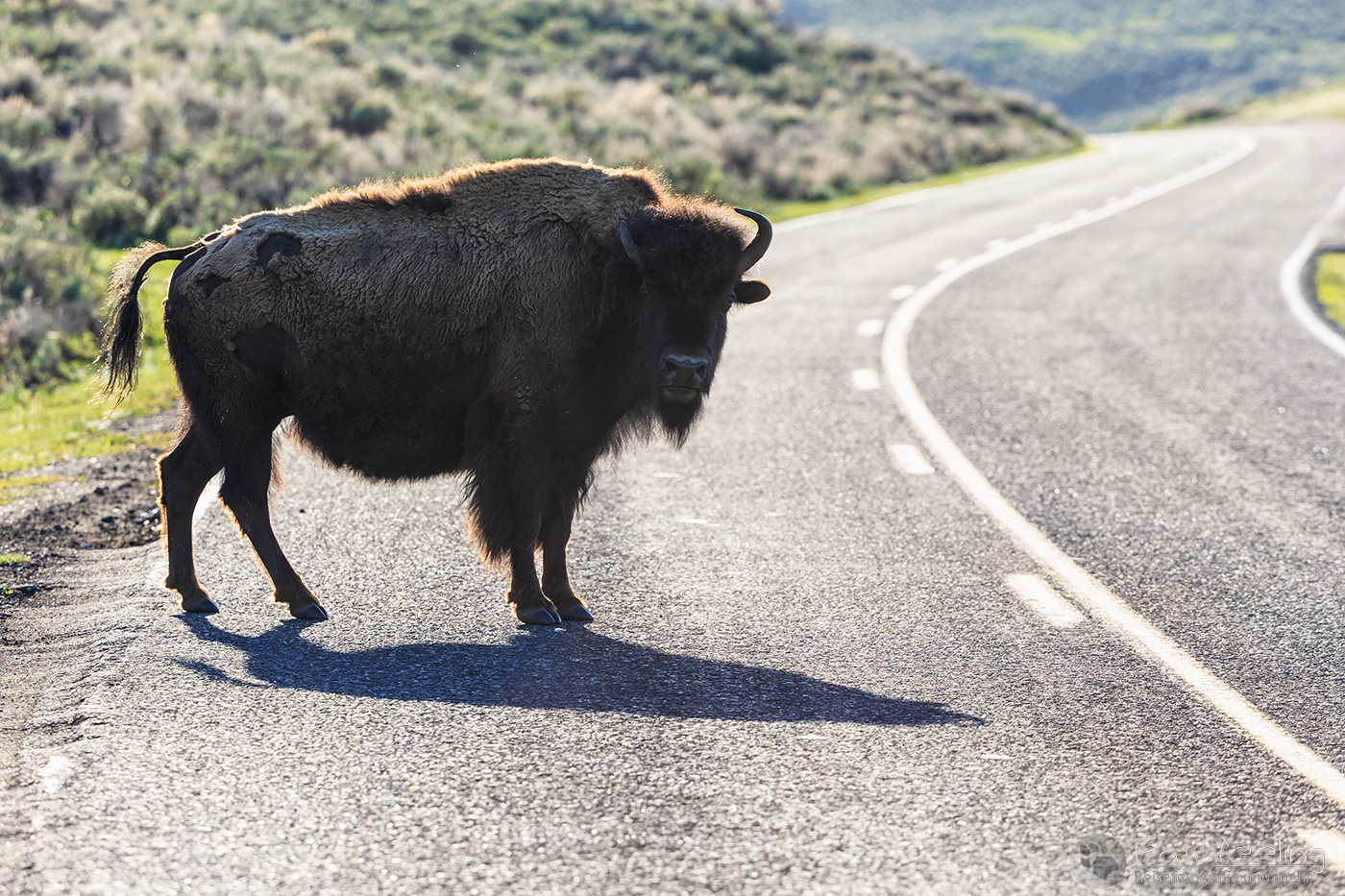 Bison auf der Straße