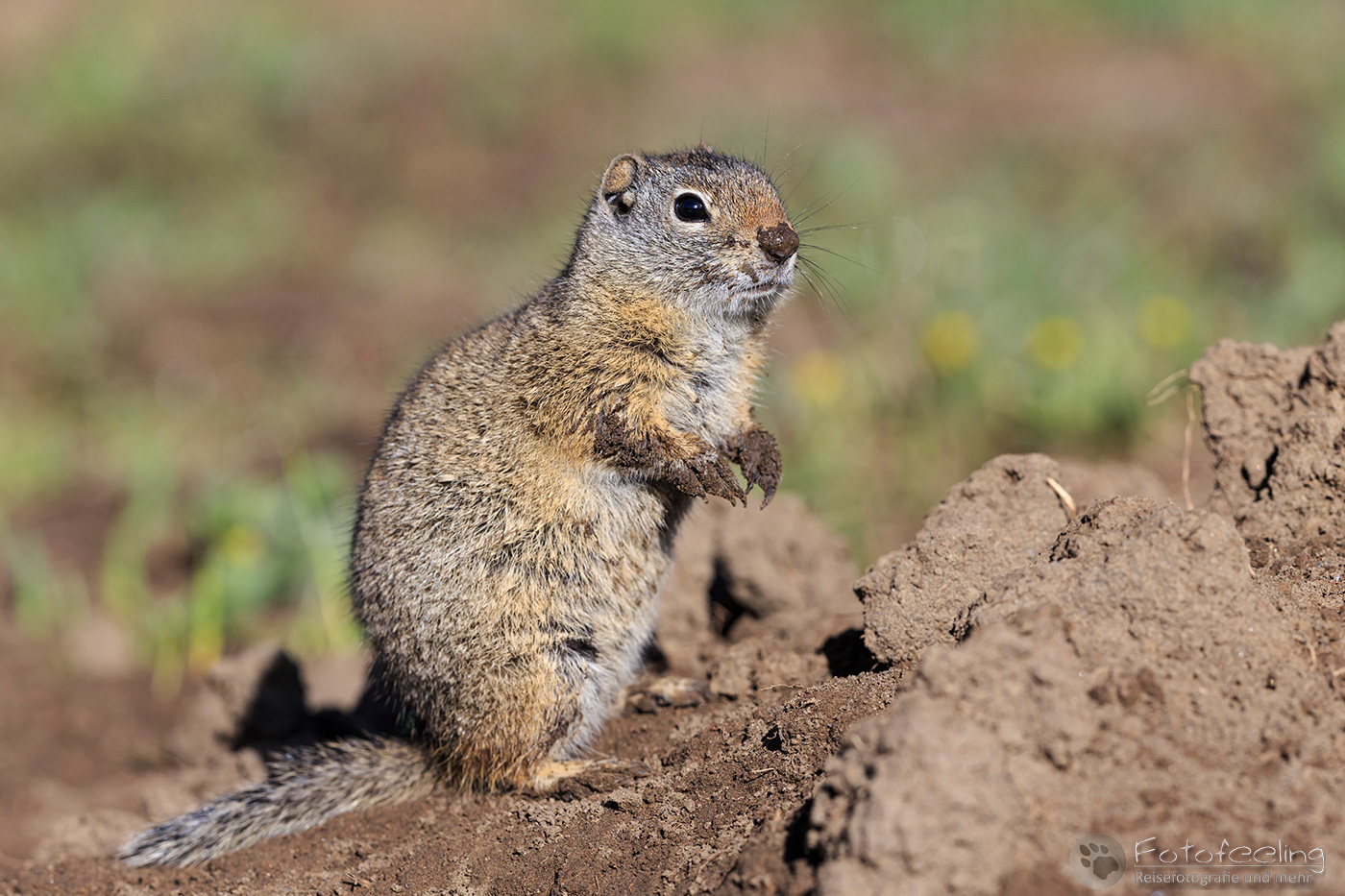 Uinta-Ziesel (Spermophilus armatus)