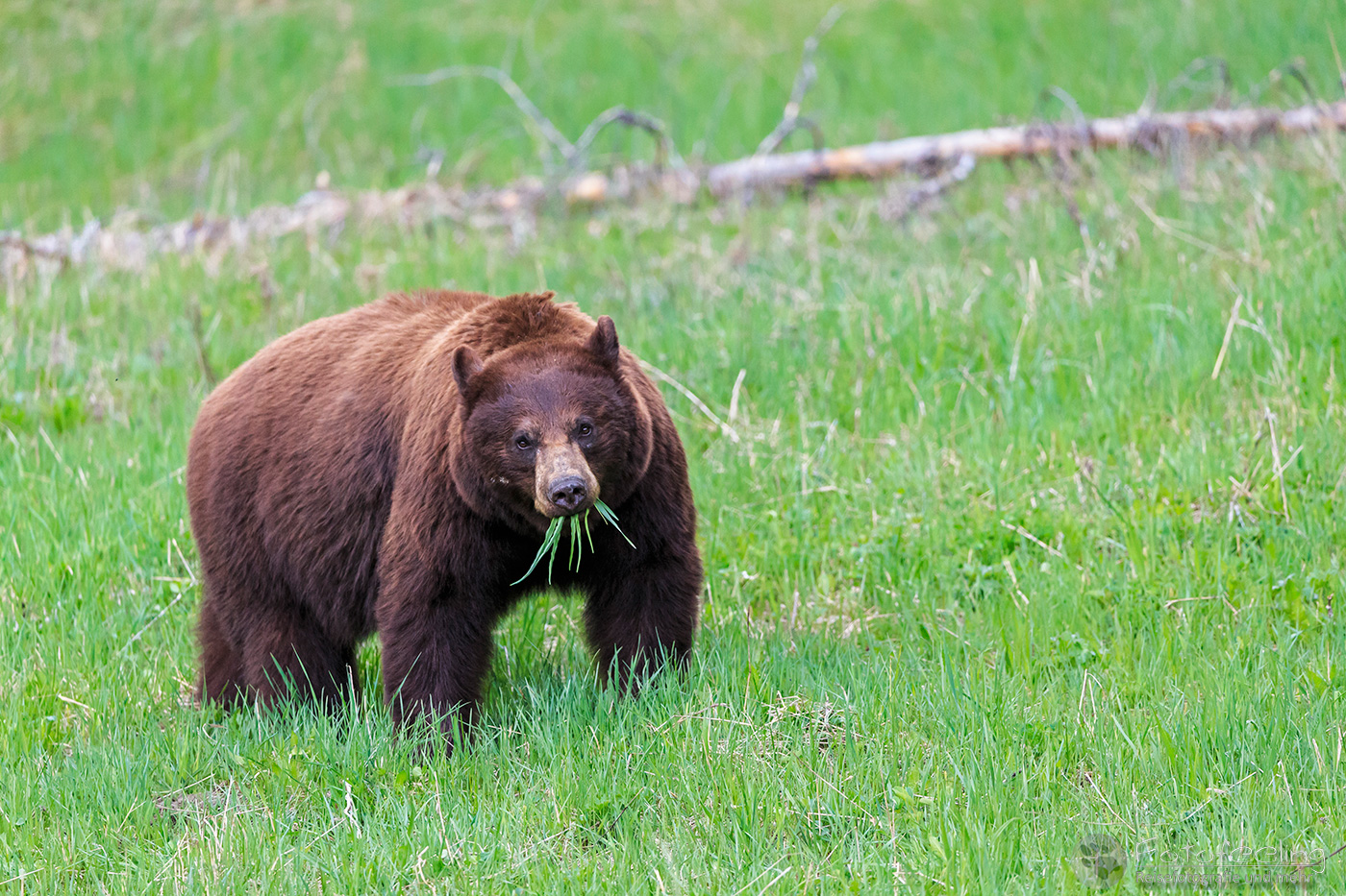 Amerikanischer Schwarzbär (Ursus americanus), en: Cinnamon bear (Ursus americanus cinnamomum), American black bear