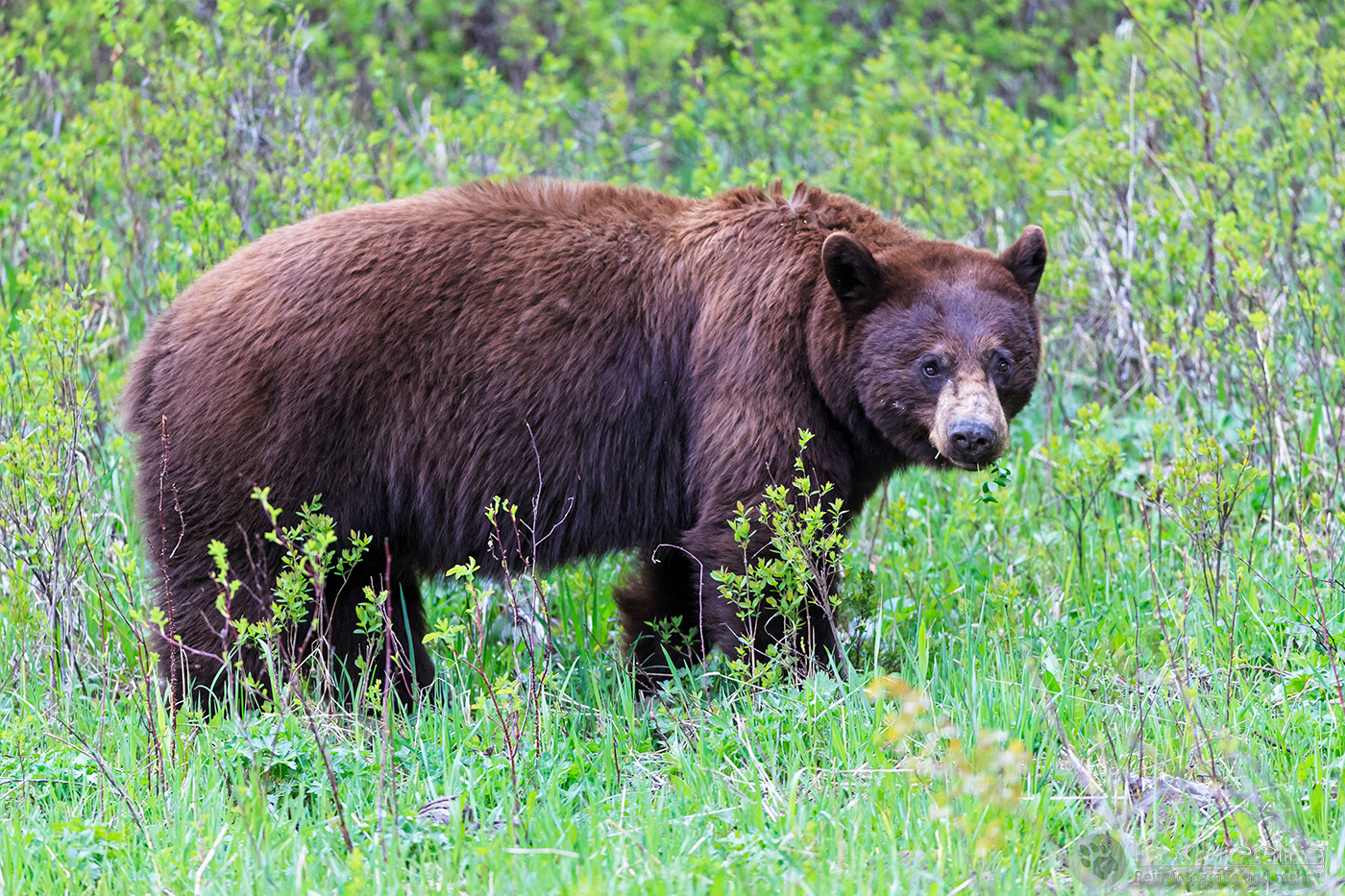 Amerikanischer Schwarzbär (Ursus americanus), en: Cinnamon bear (Ursus americanus cinnamomum), American black bear