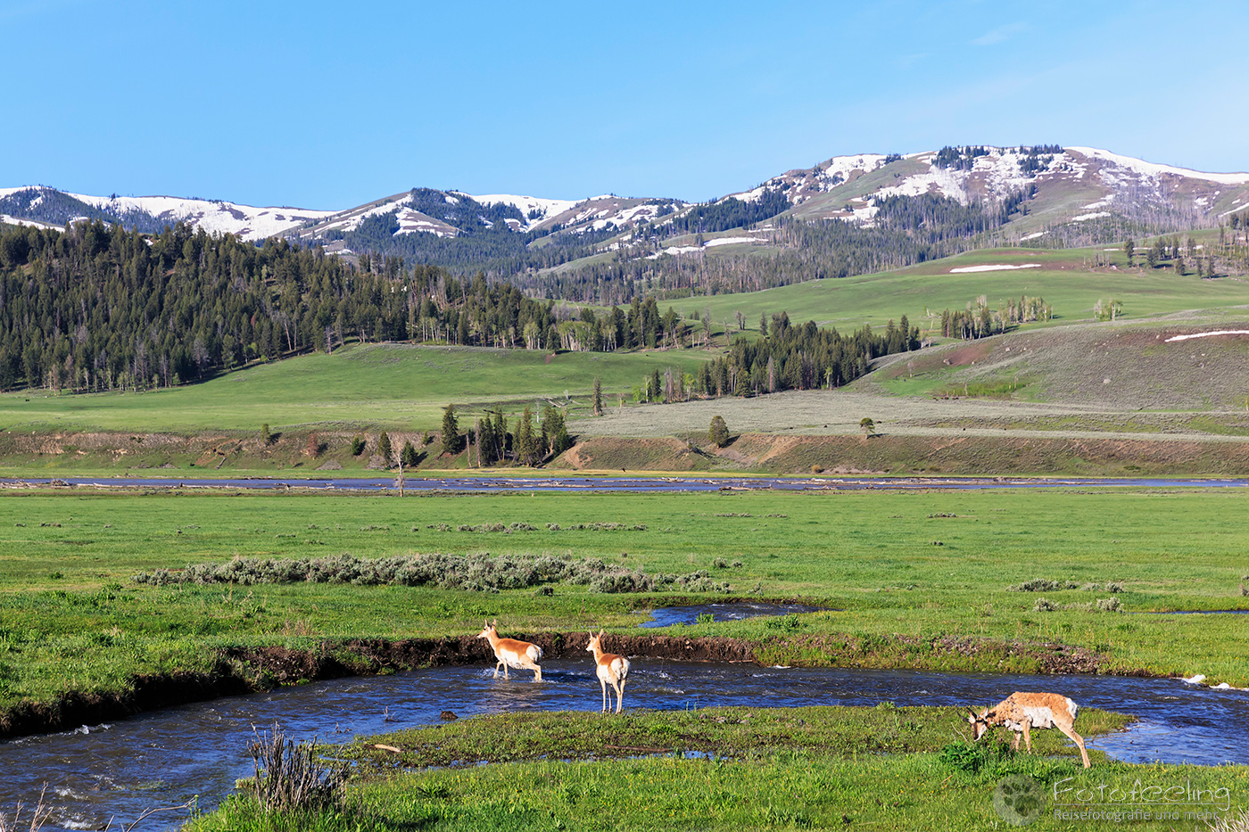 Gabelböcke oder auch Gabelhornantilopen(Antilocapra americana) überqueren den Lamar River