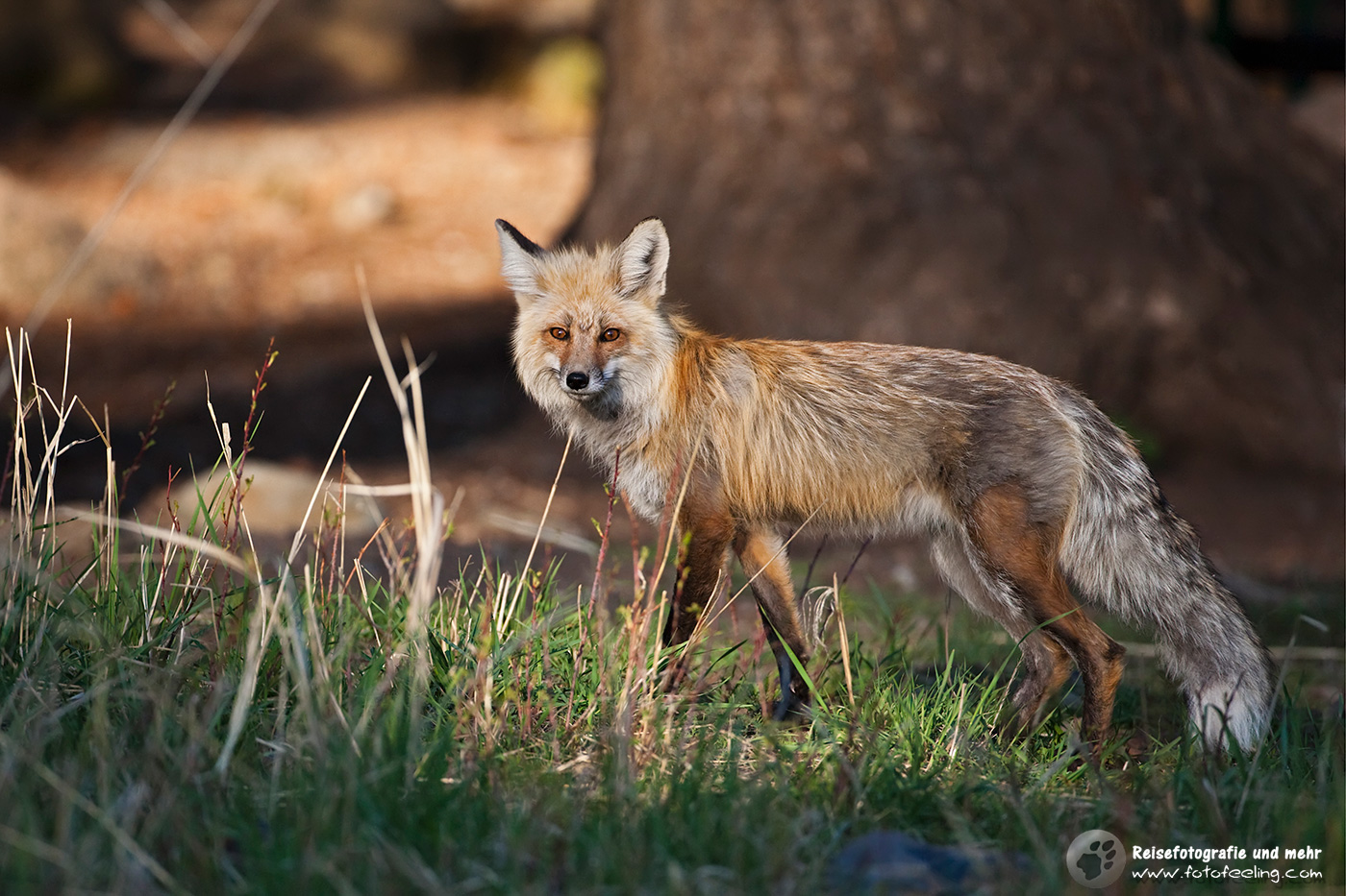 Swiftfuchs (Vulpes velox)