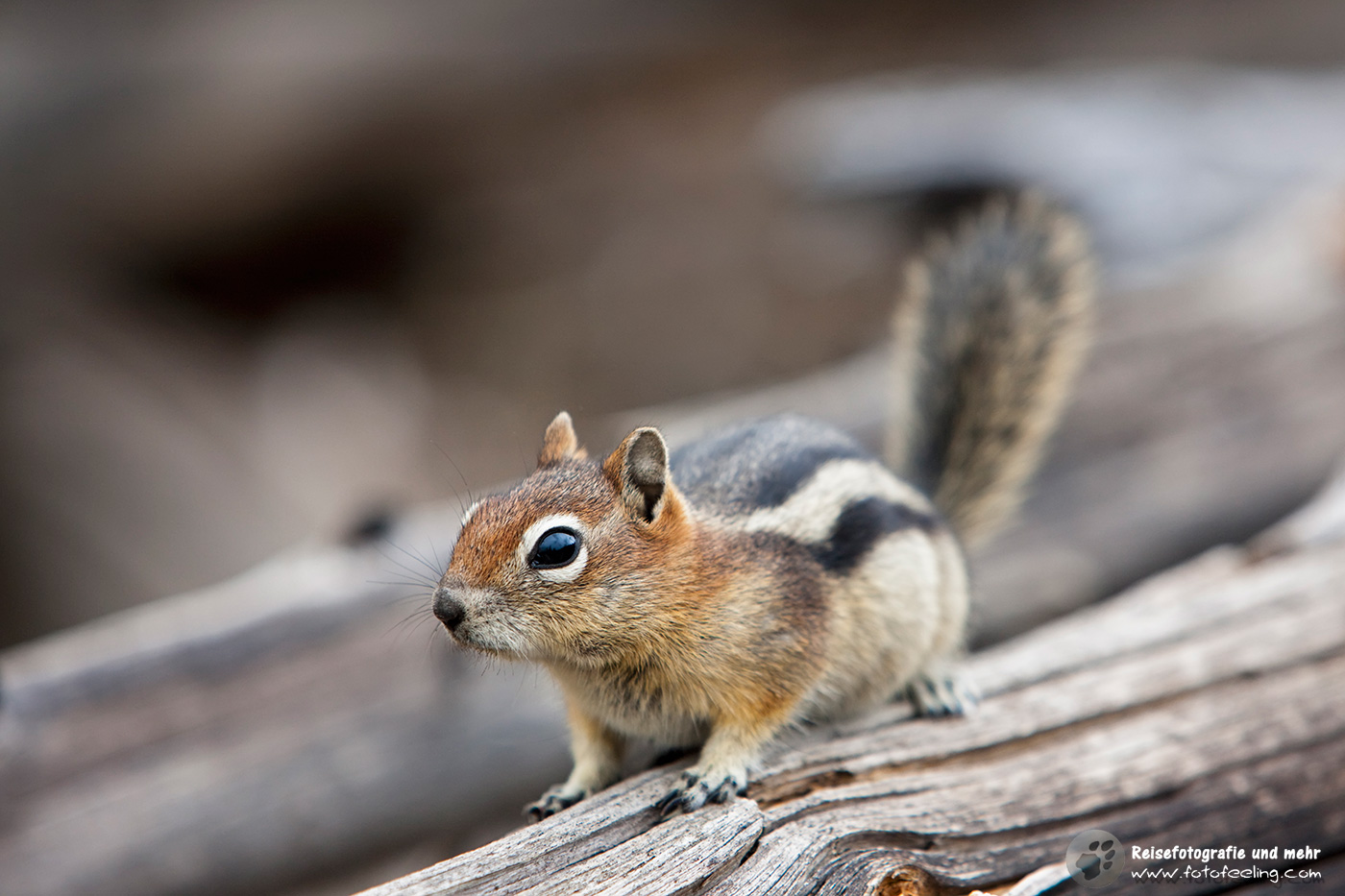 Streifenhörnchen, Backenhörnchen oder Chipmunks (Tamias)